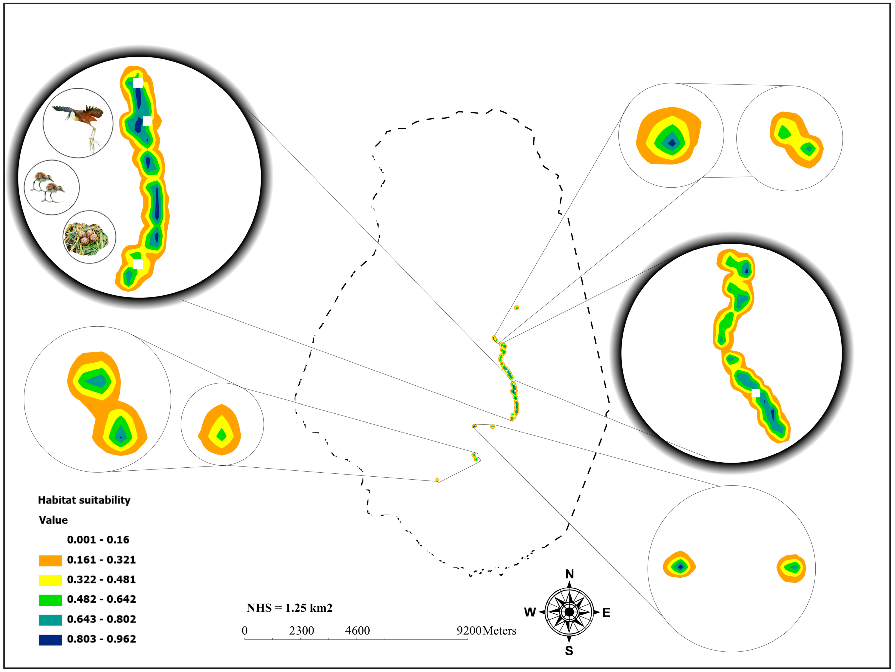 Map of modelled African Jacana nesting habitat suitability around Lake Hawassa, Ethiopia