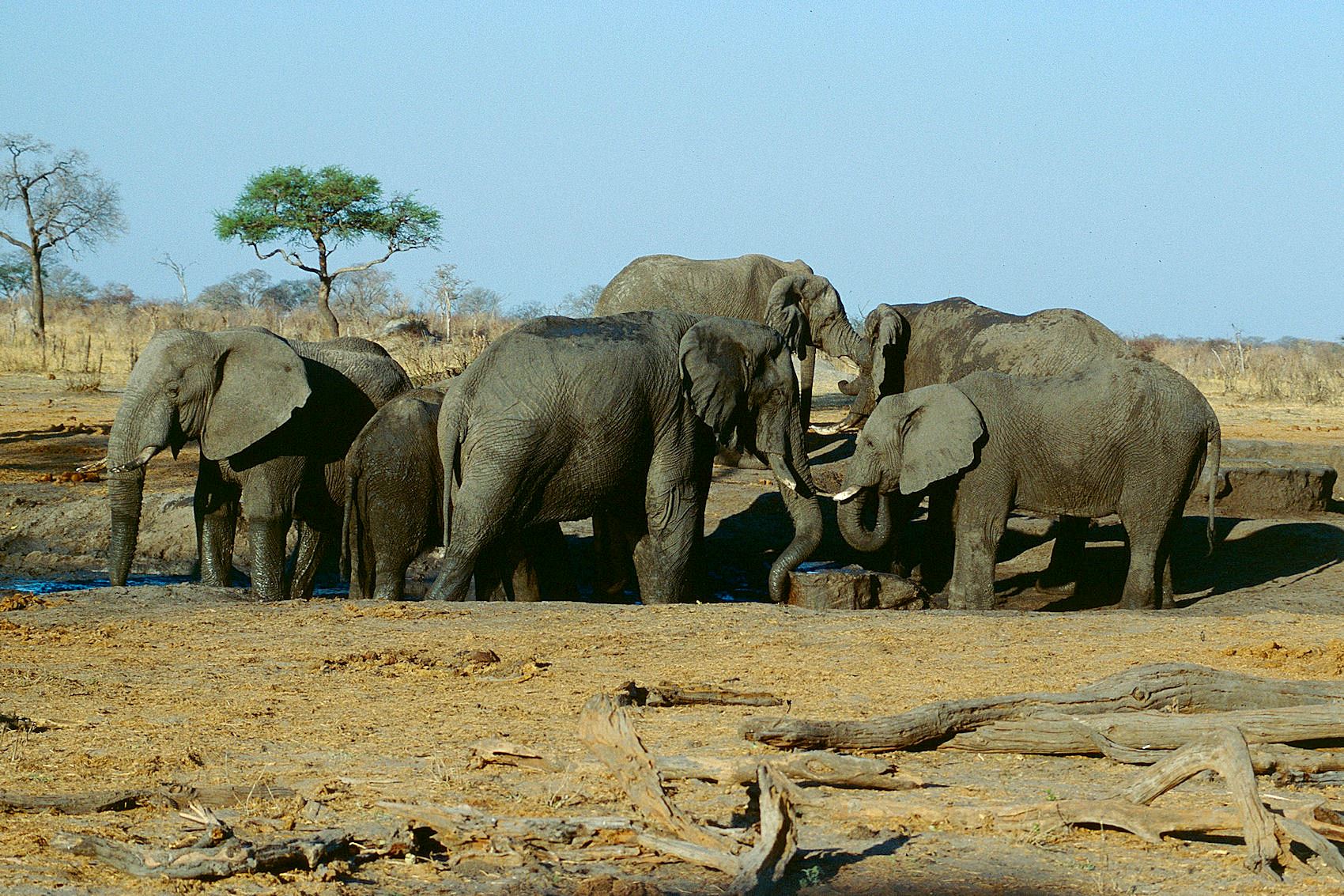 A herd of African bush elephants at a waterhole in Zimbabwe