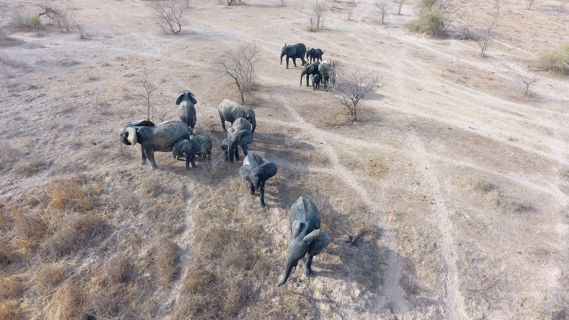 An aerial view of an African bush elephant herd in Pendjari National Park