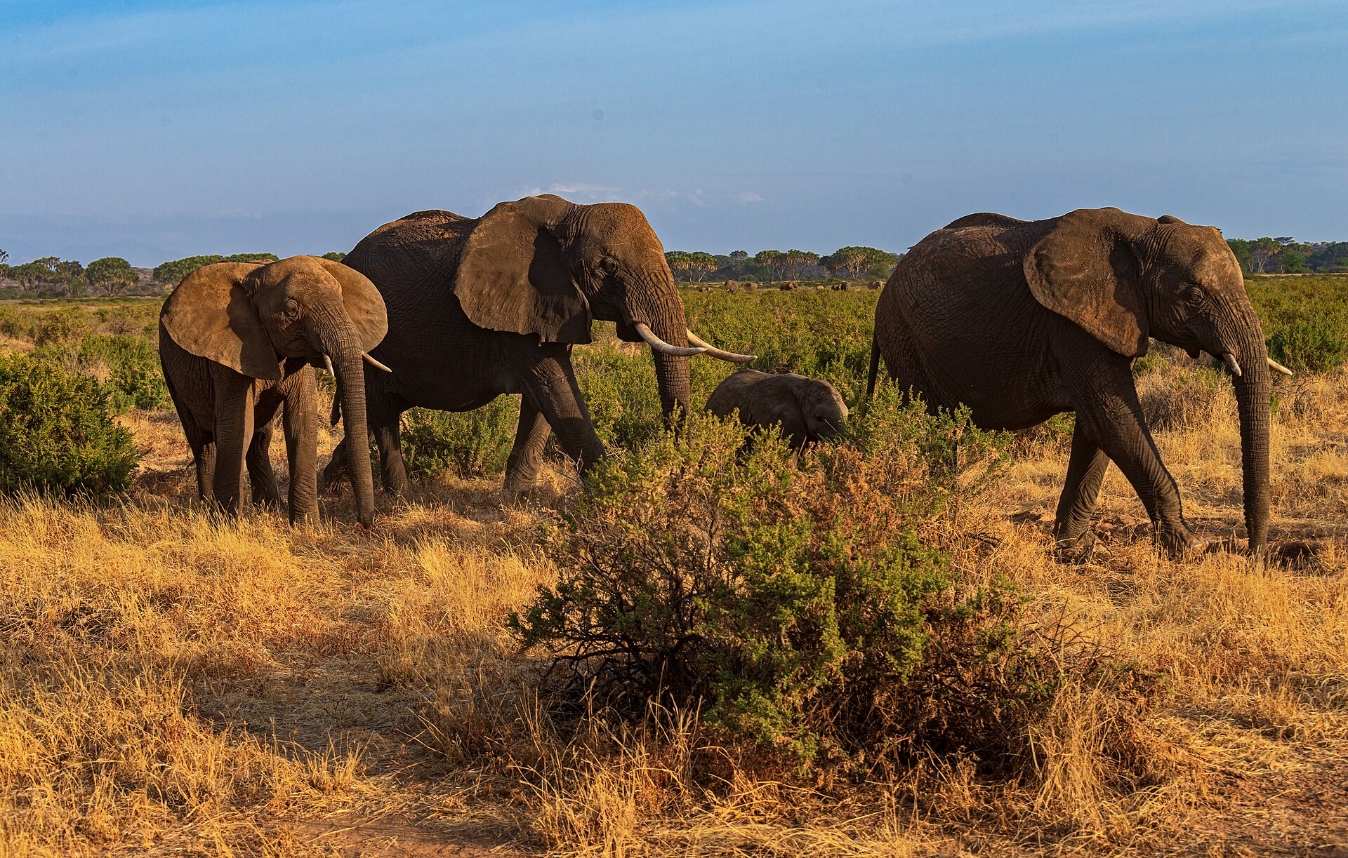 African bush elephants moving through Samburu National Reserve