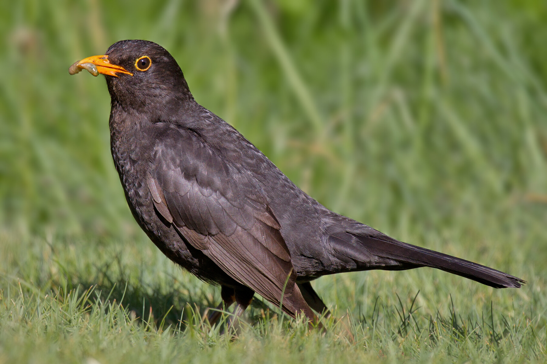 Adult male Eurasian blackbird holding an invertebrate in its bill