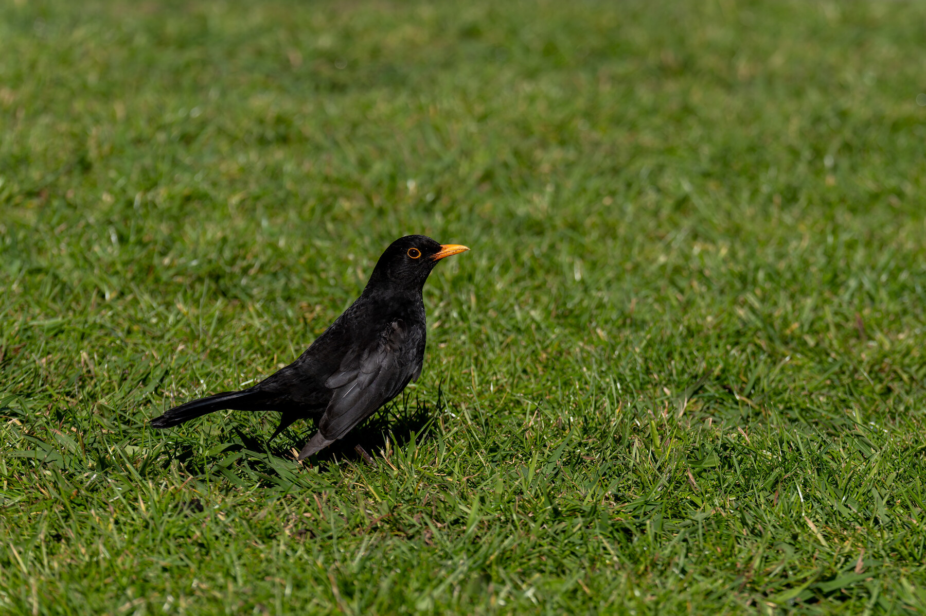 Adult male Eurasian blackbird standing on grass in an urban garden