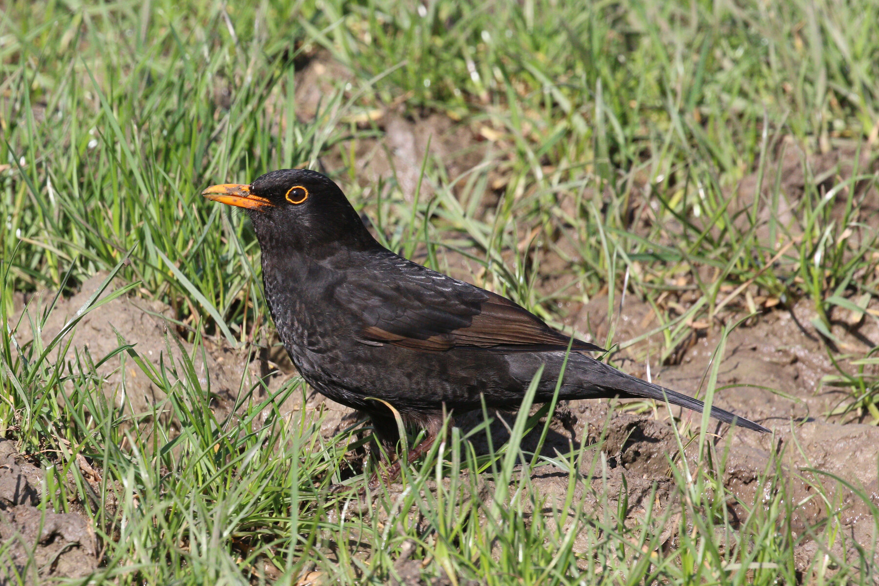 Young adult male Eurasian blackbird standing in grass