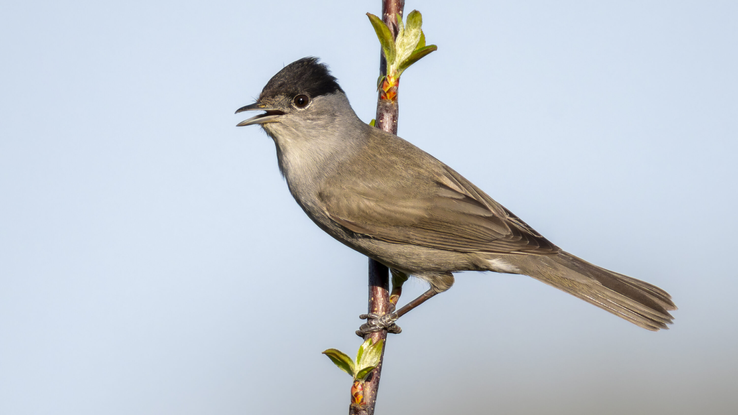 Wild male Eurasian blackcap perched on a branch in France