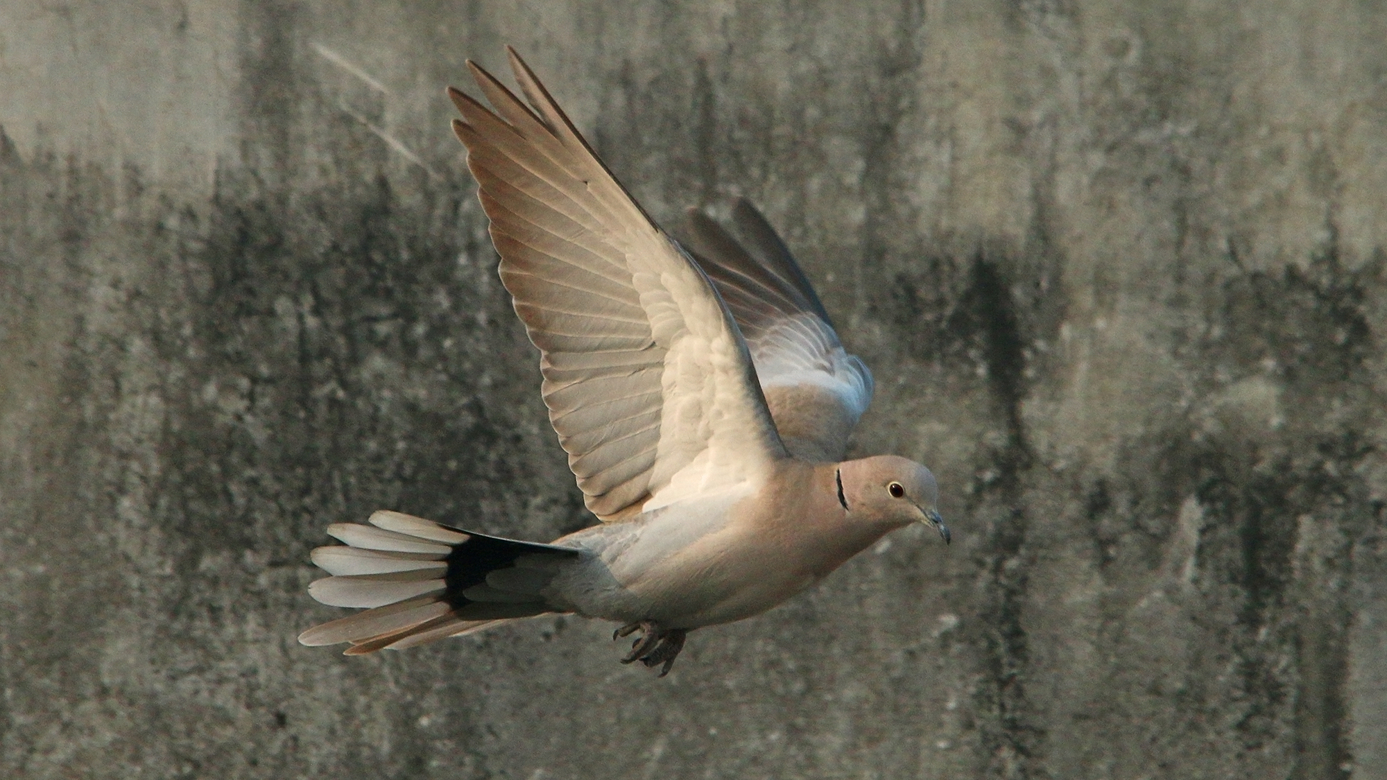 Eurasian collared dove in flight, showing its tail pattern