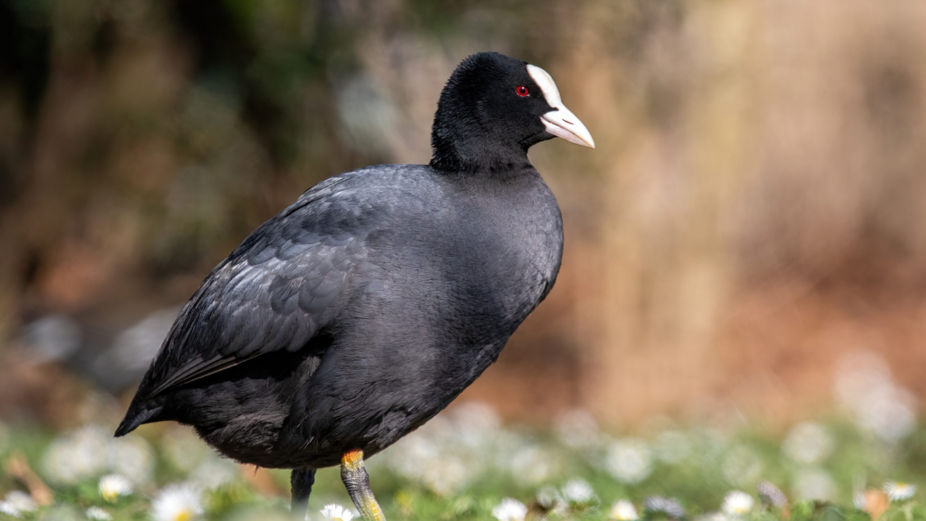 Eurasian coot on water