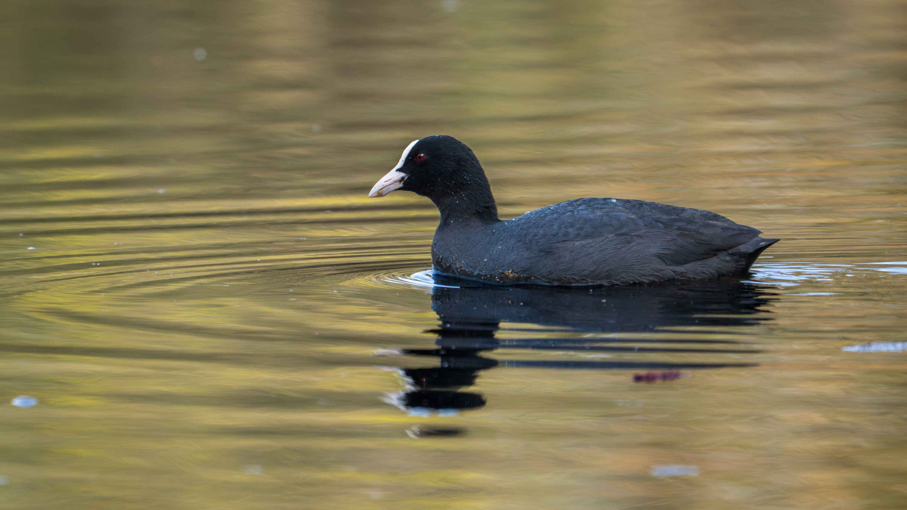 Eurasian Coot in natural habitat