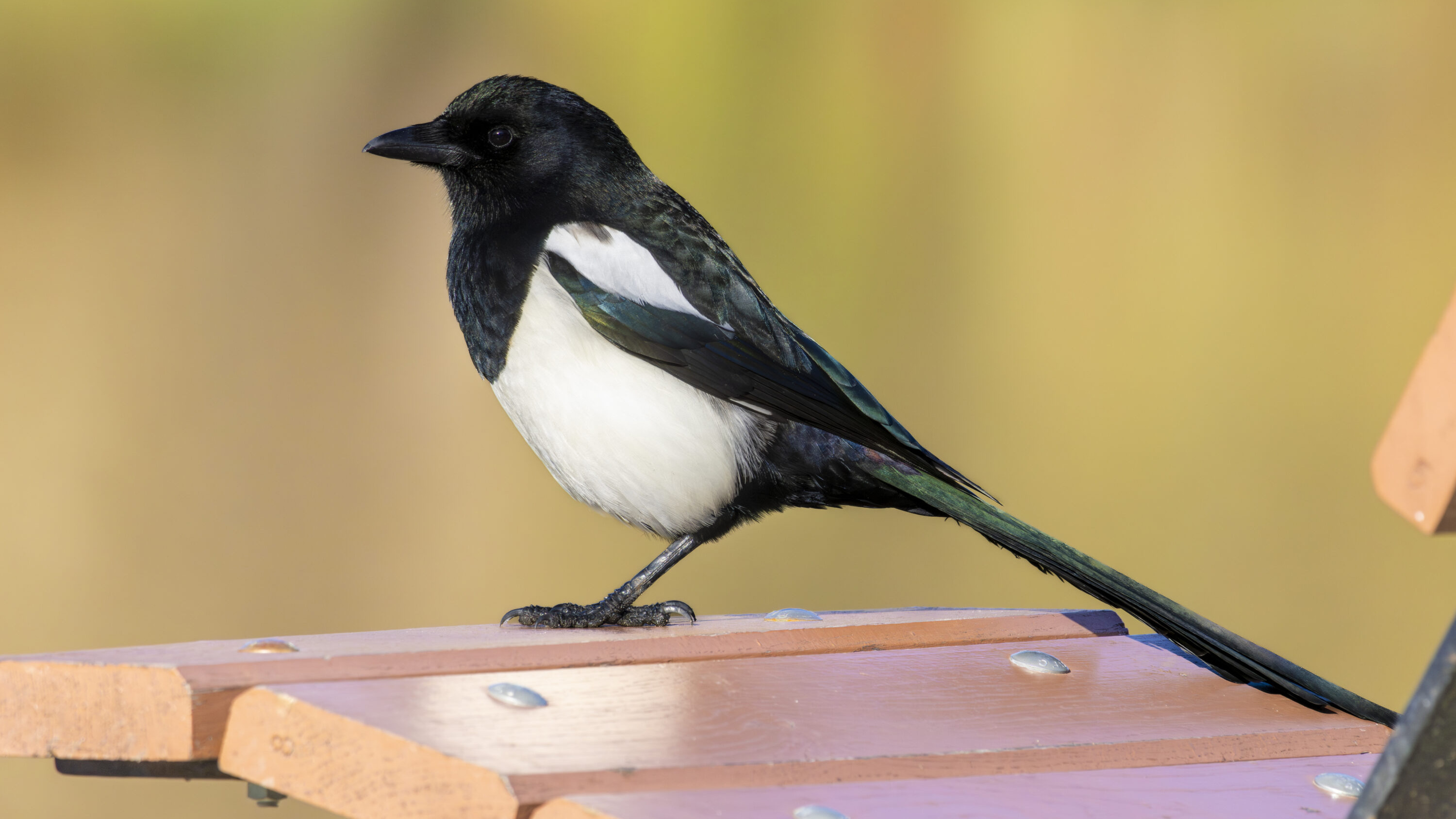 Eurasian magpie perched on a chair in an urban park