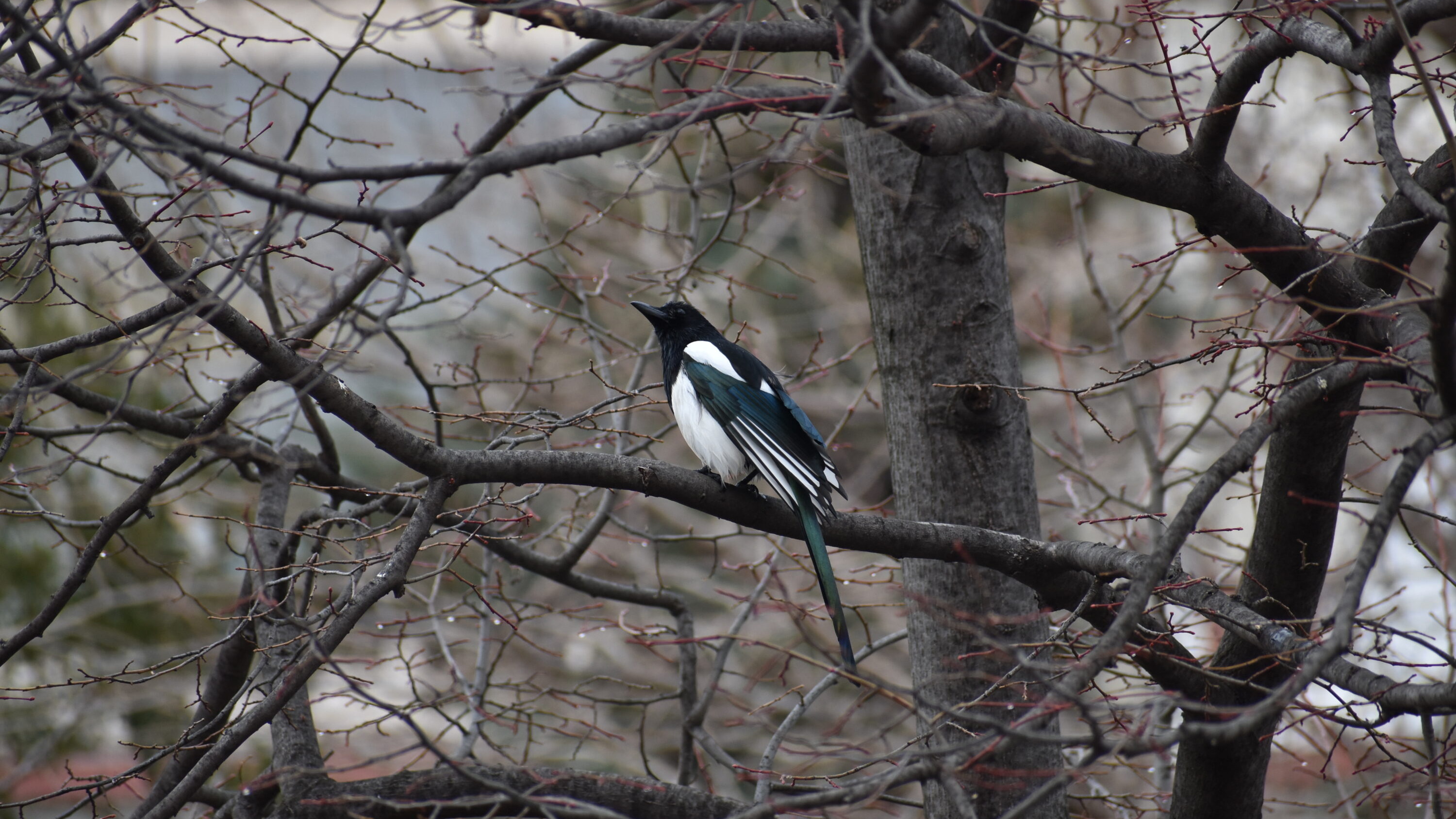 Wild Eurasian magpie in Greece
