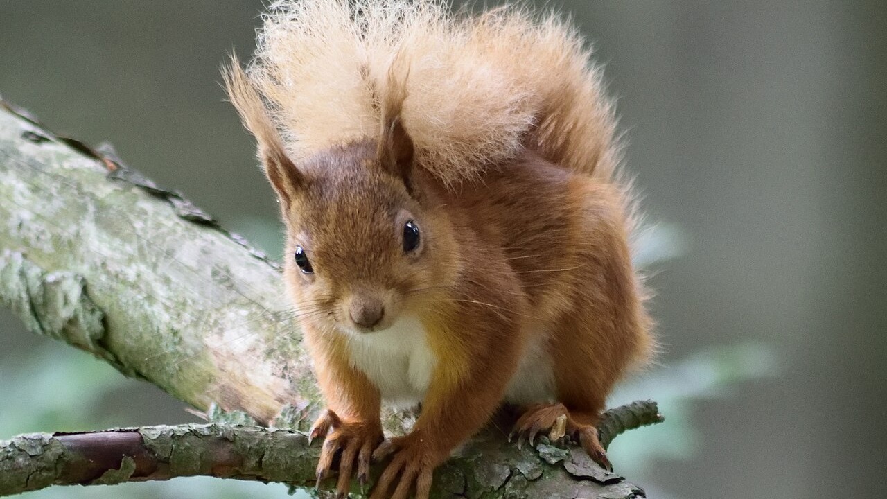 Eurasian red squirrel perched on a branch