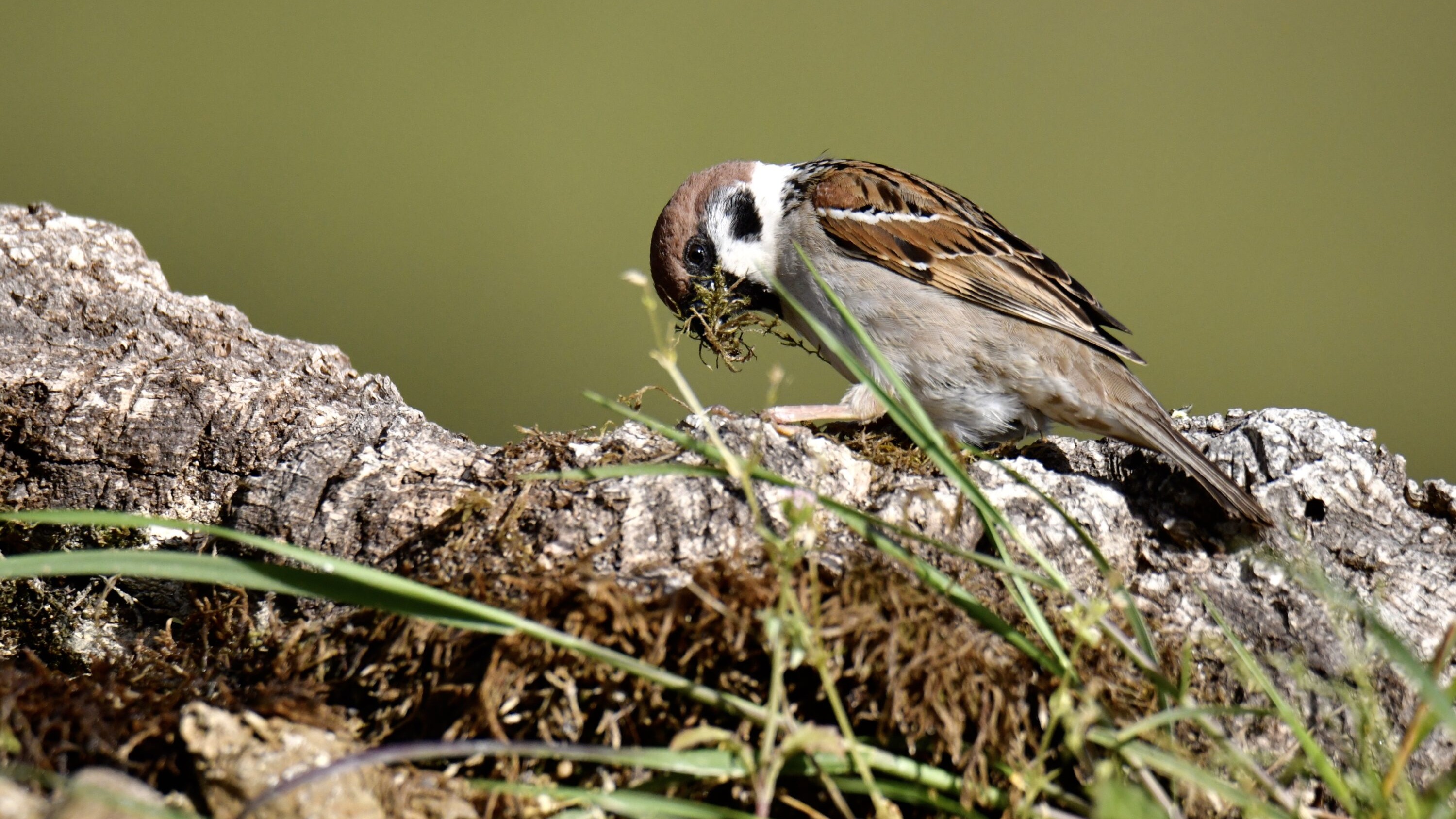 Eurasian tree sparrow carrying nest material