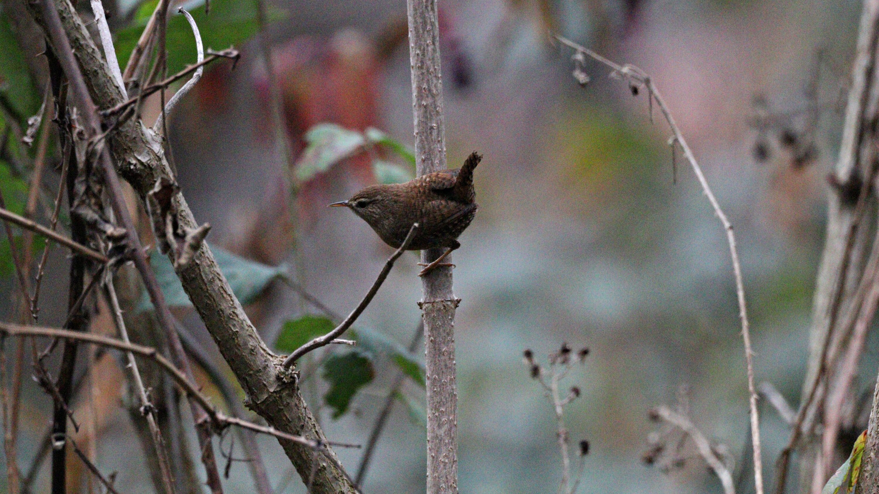 Eurasian wren perched in vegetation