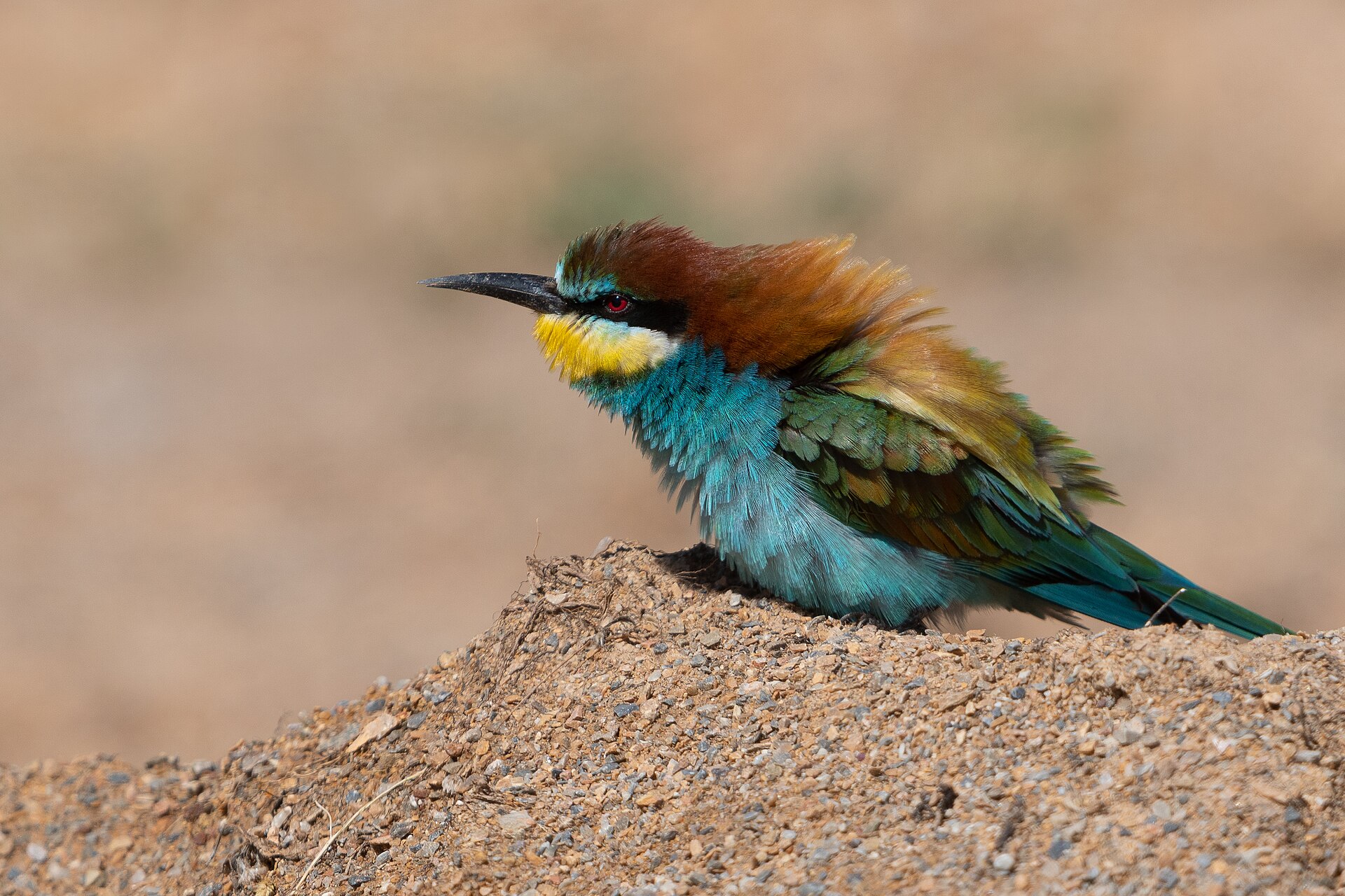 A European bee-eater perched on a sandy bank