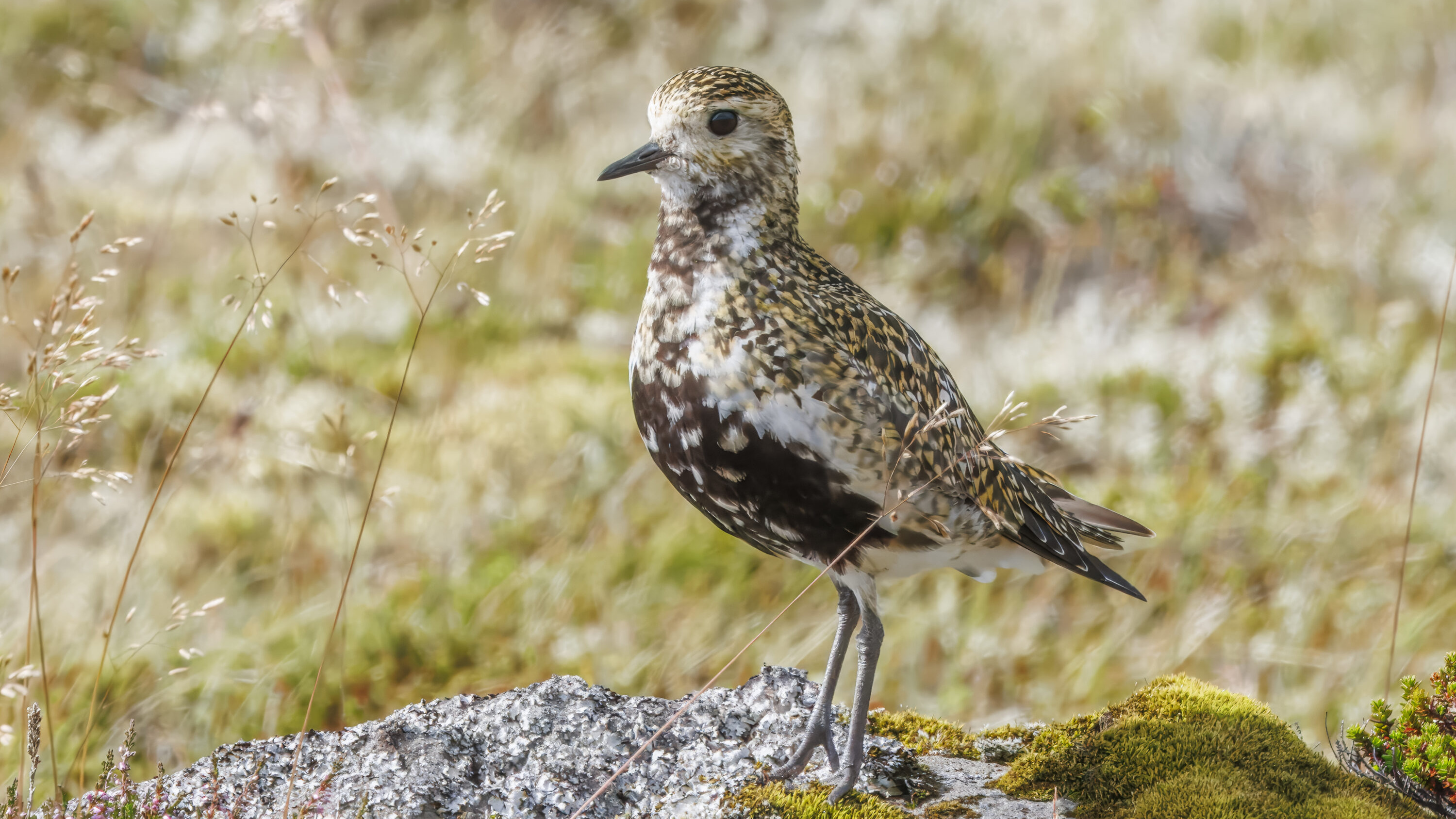 European Golden Plover in breeding plumage