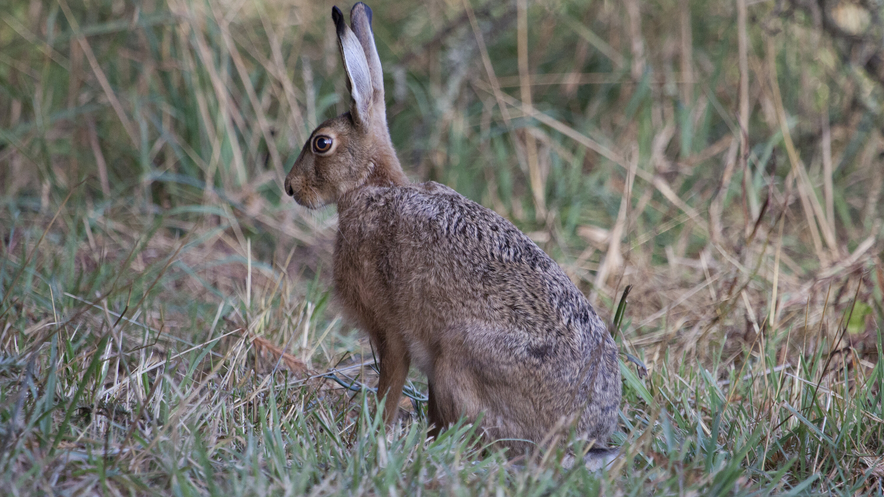 European hare sitting upright in grassland in Victoria, Australia