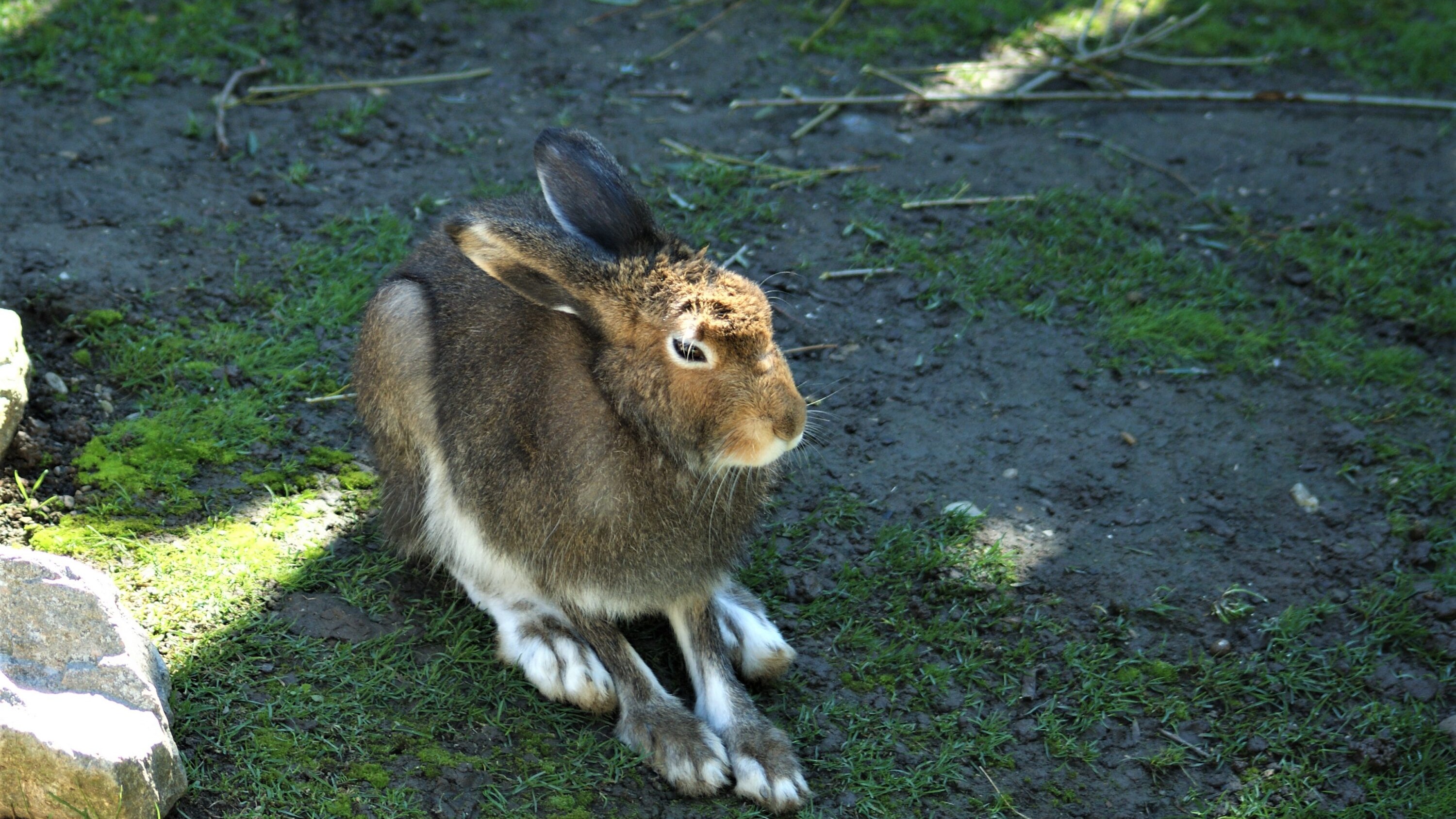 Wild European hare in natural habitat on the Iberian Peninsula