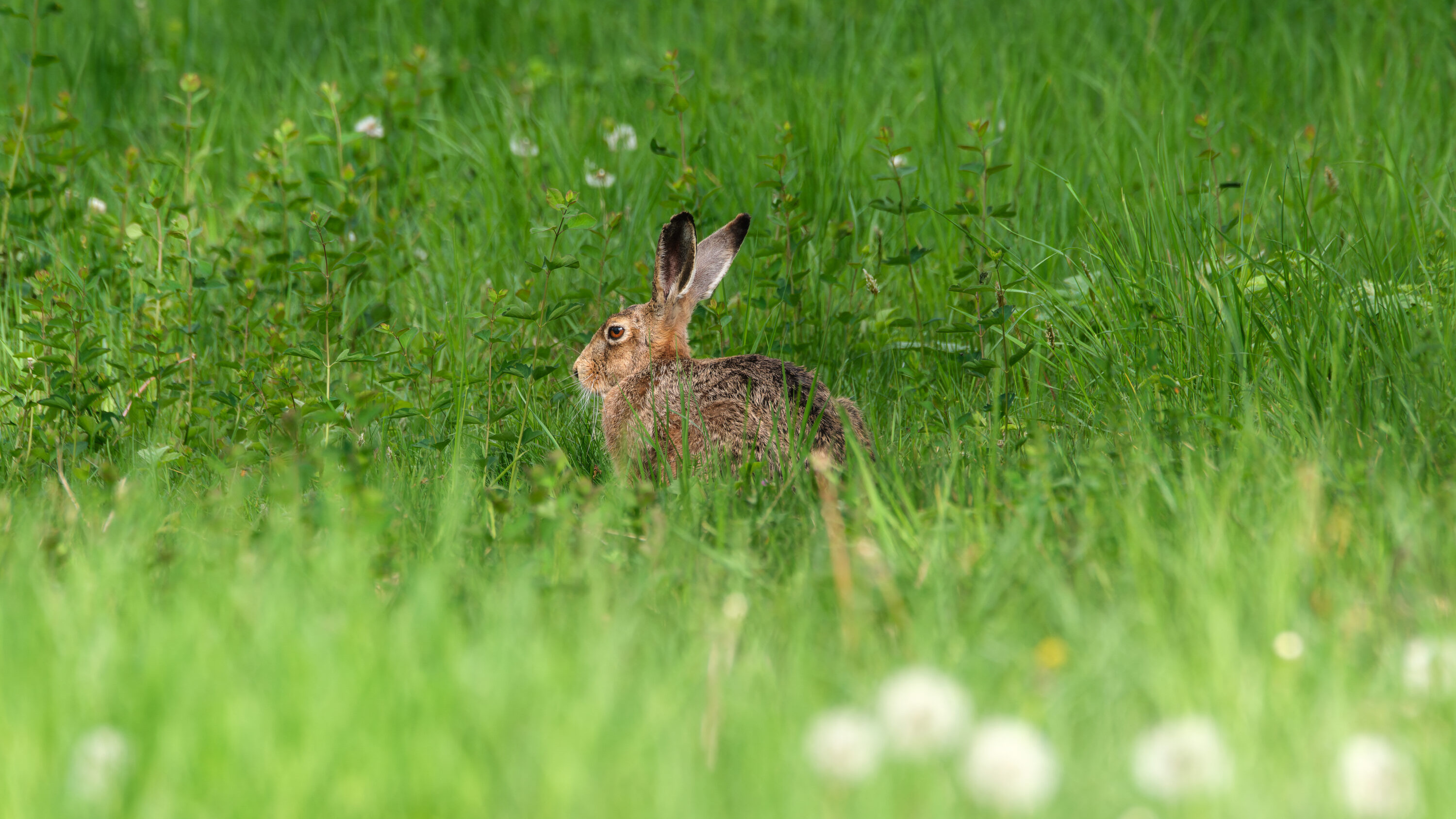European hare in Prague, Czechia