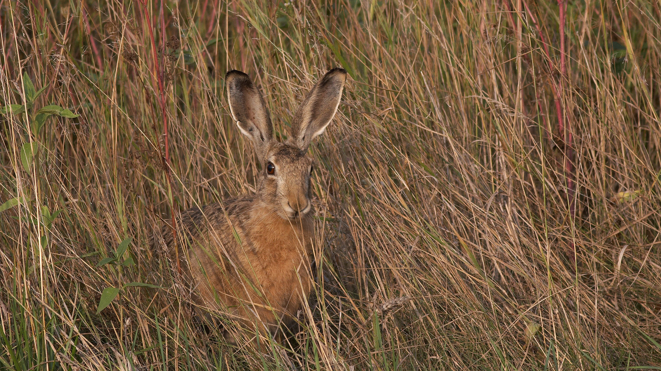 European hare in natural vegetation in Czechia