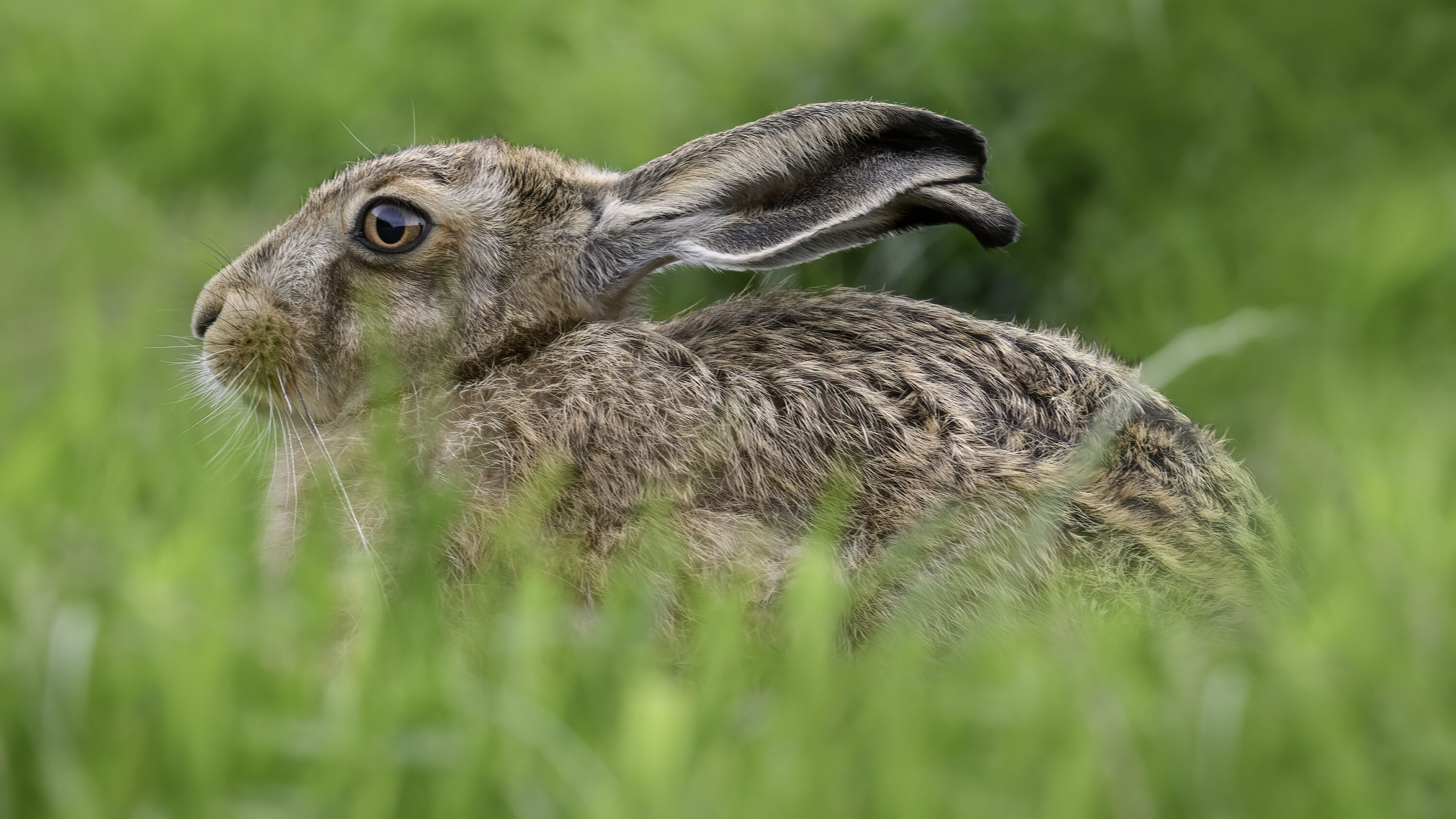 Wild European hare in natural habitat