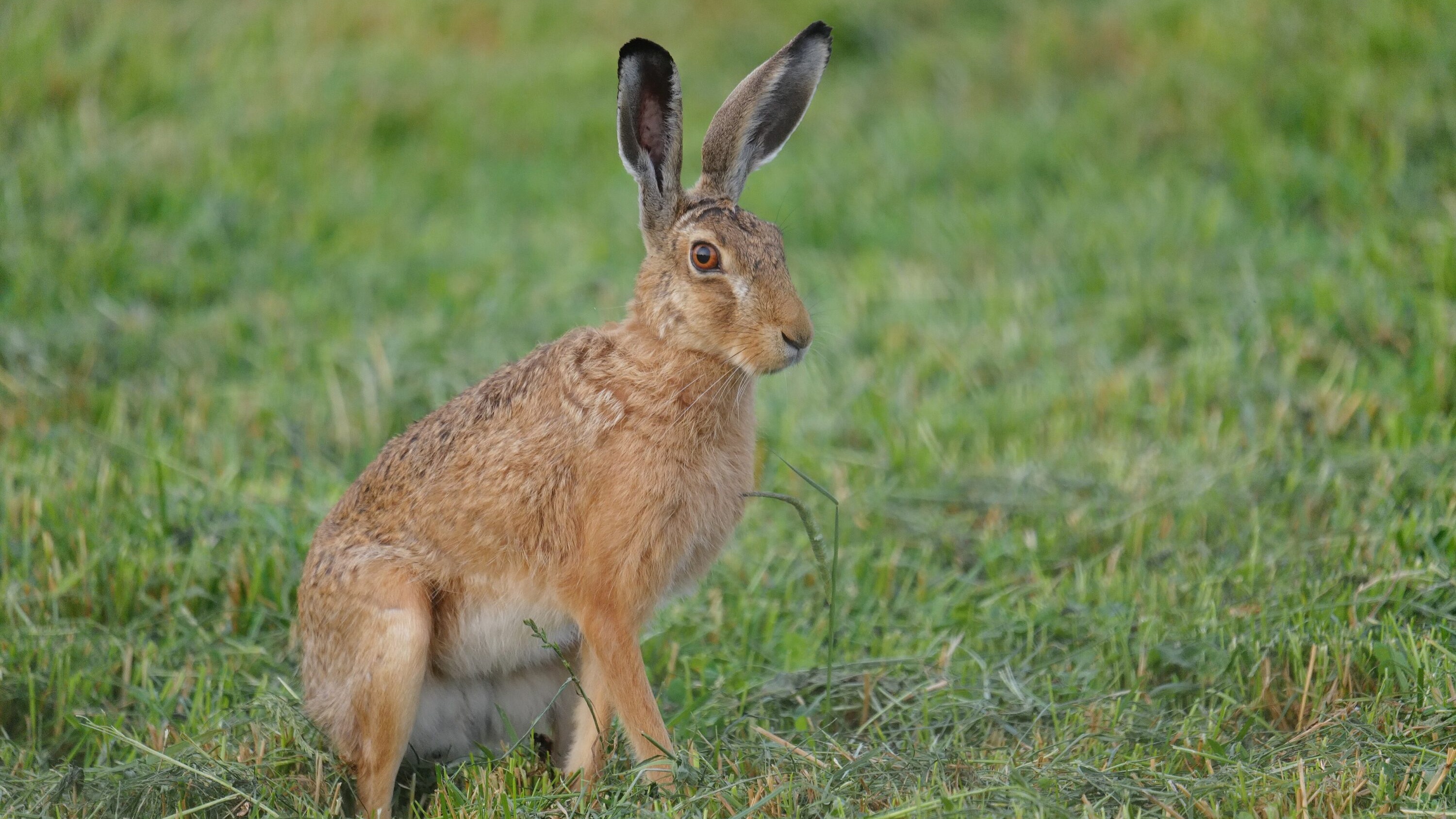 Wild European hare in natural habitat