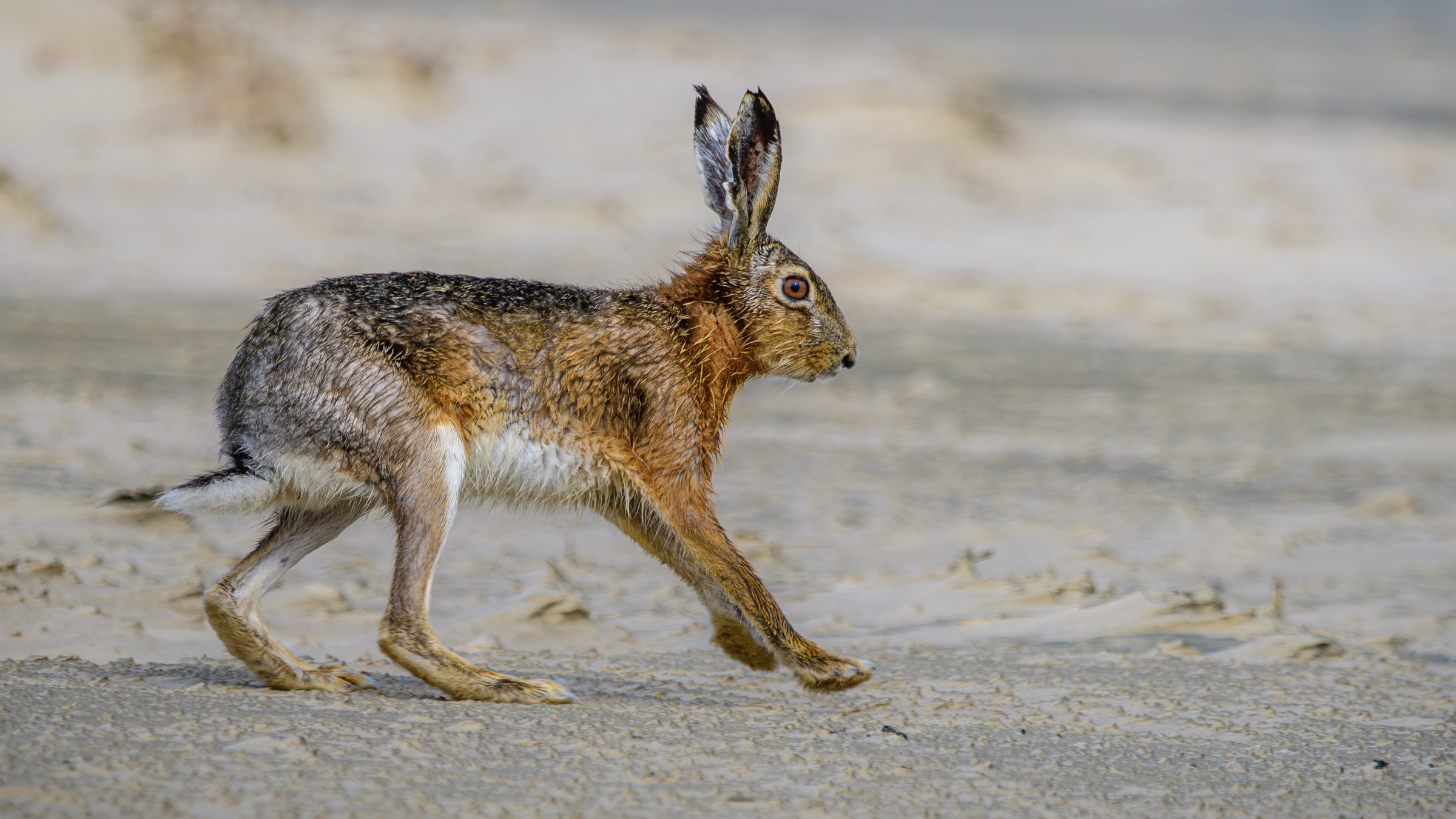 Wild European hare running on sand on Spiekeroog, Germany