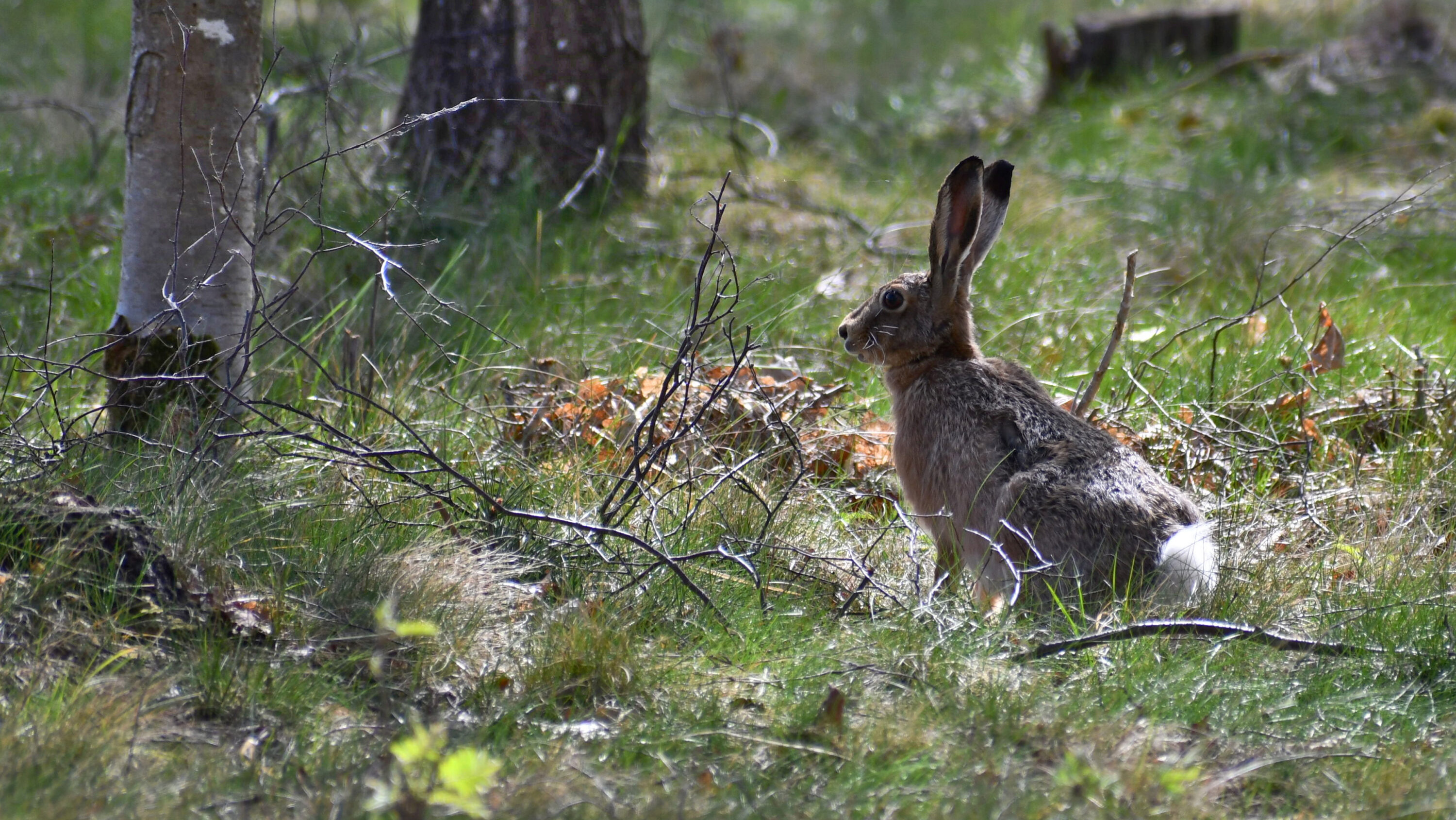 European hare near Fågelfors in Sweden