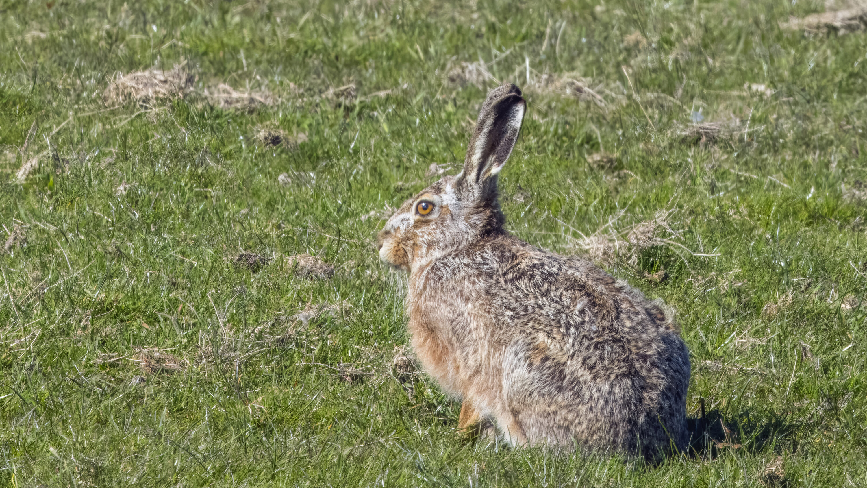 Wild European hare in natural habitat