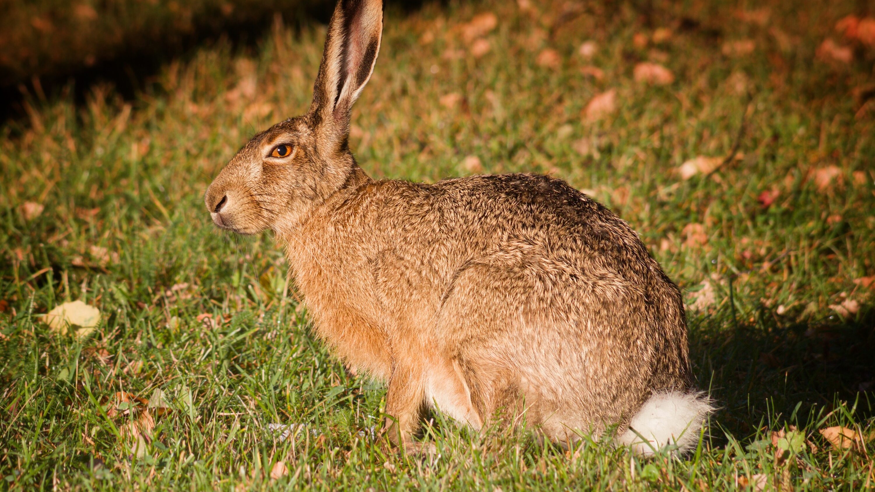 European hare standing in grass