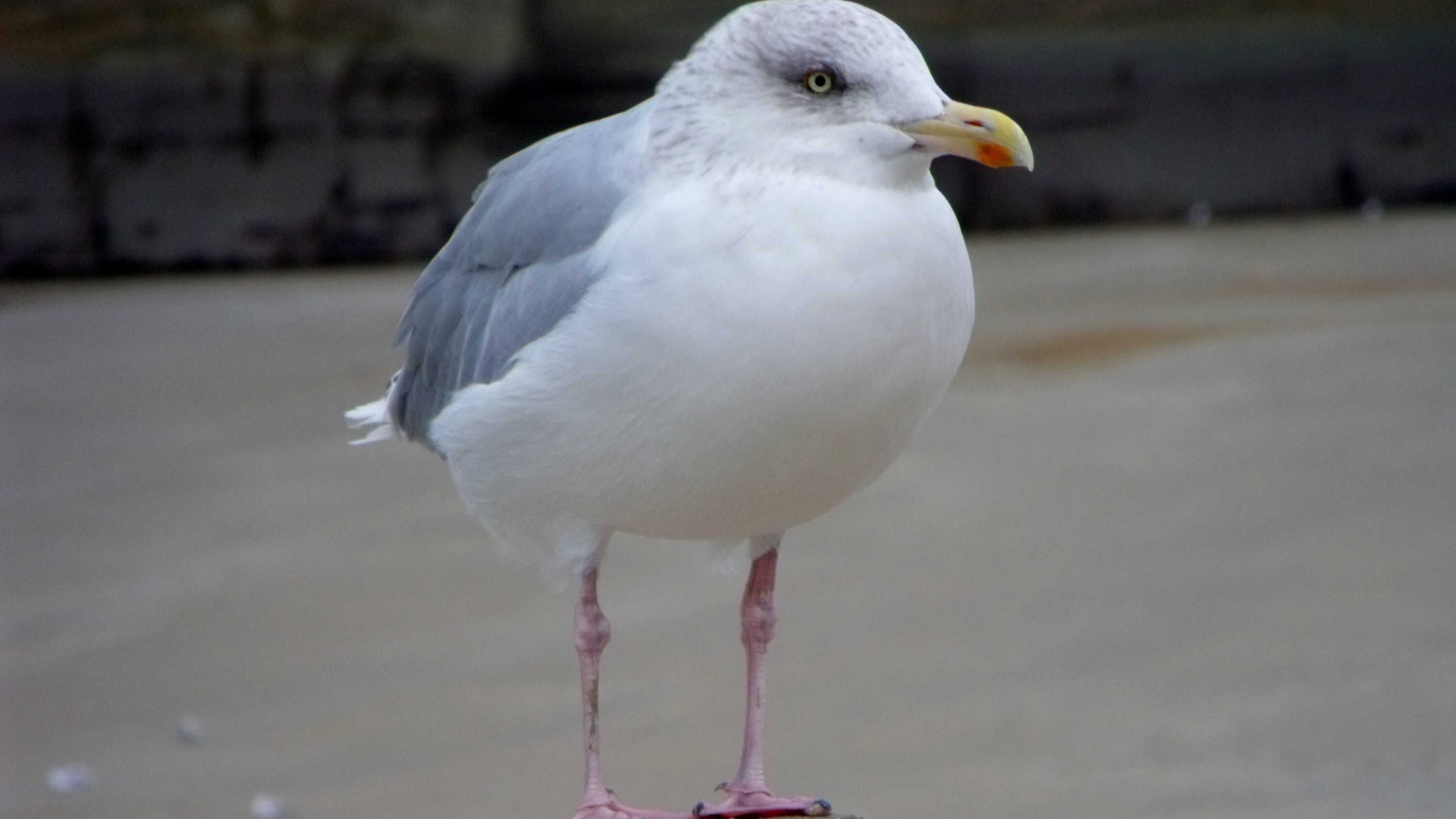 European Herring Gull standing on a post