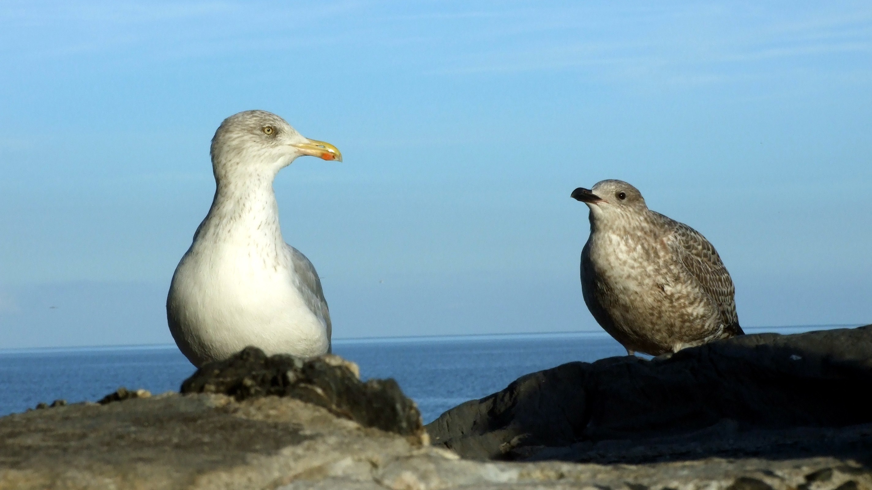 European herring gull adult and juvenile on coastal rocks