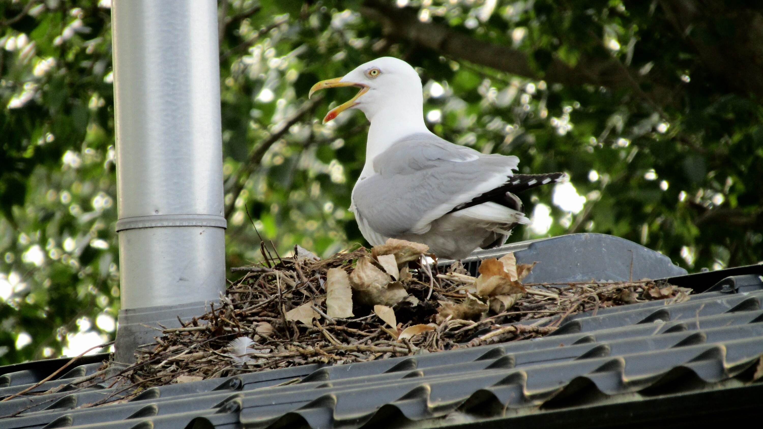 European herring gull sitting on a rooftop nest