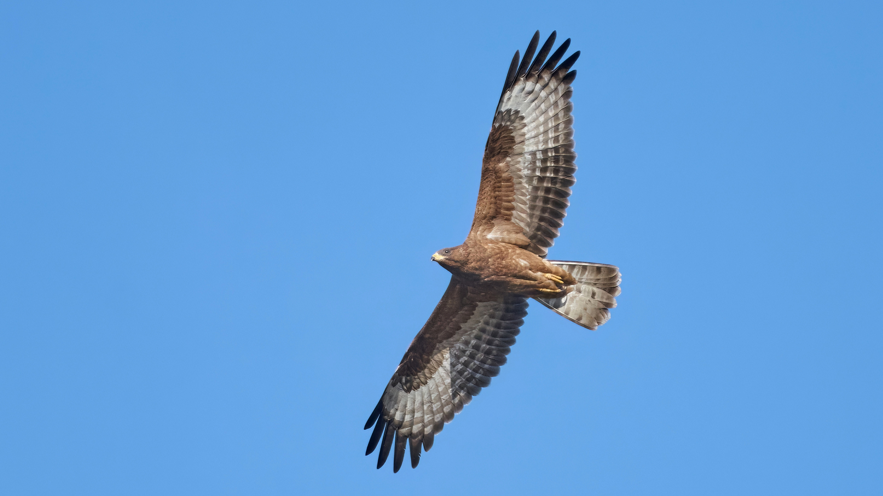 Juvenile European honey-buzzard in flight