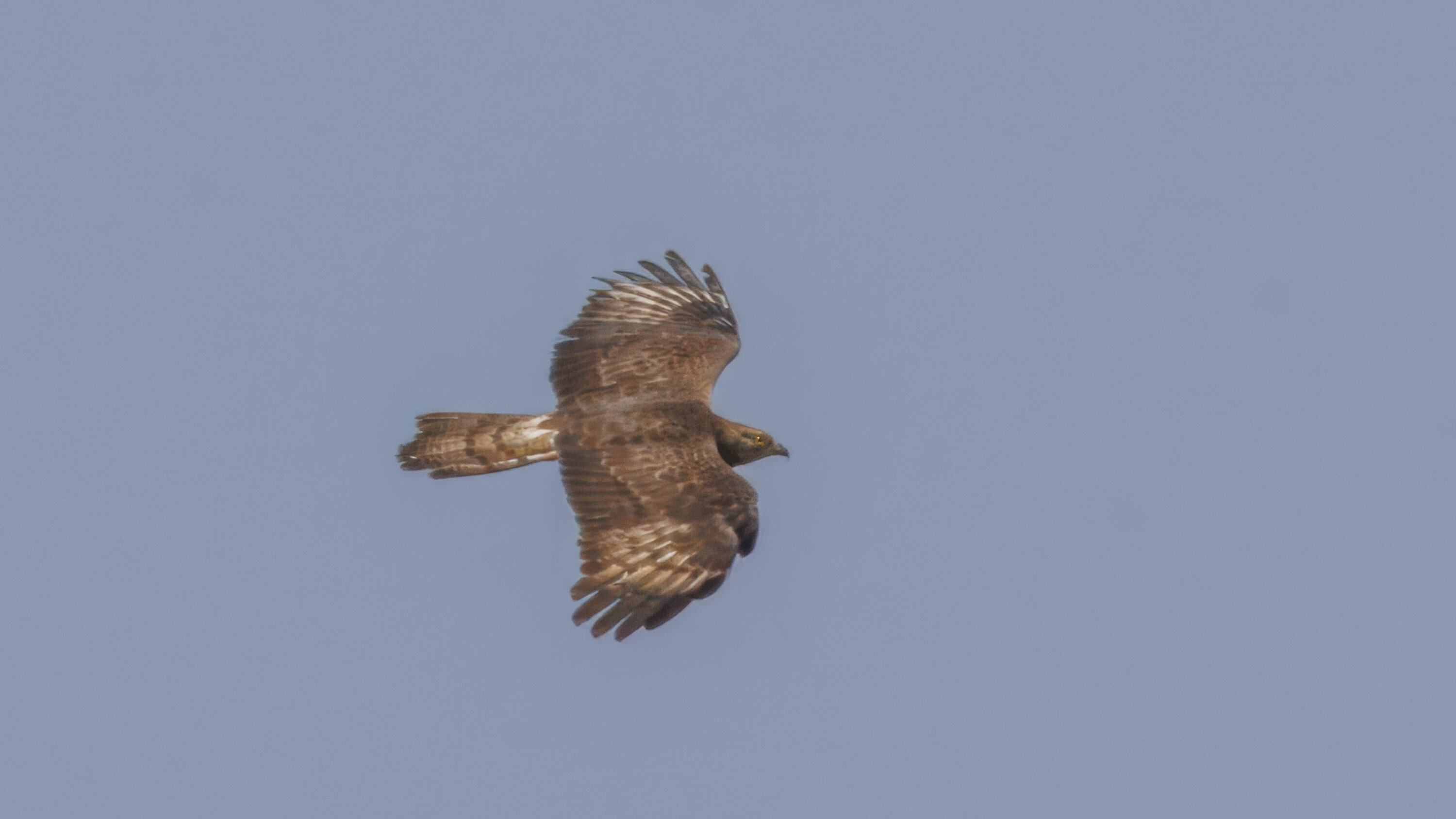 European honey-buzzard in flight at Babadag, Türkiye