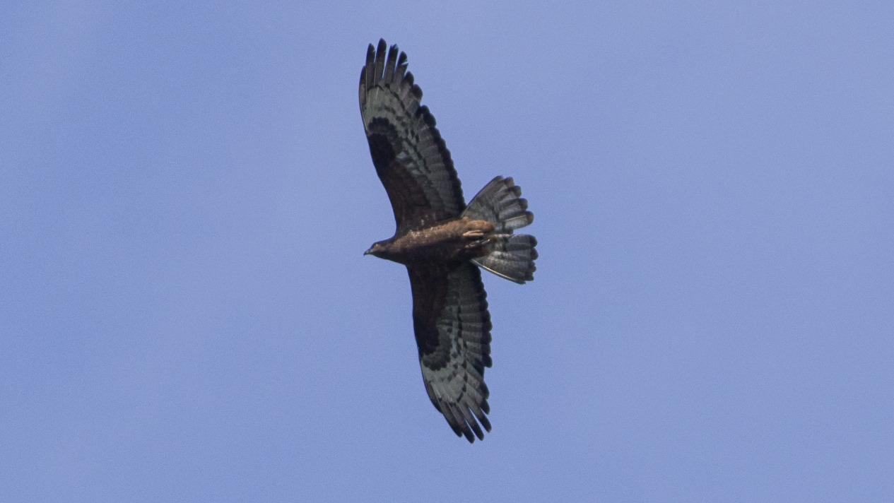 European honey-buzzard in flight during migration