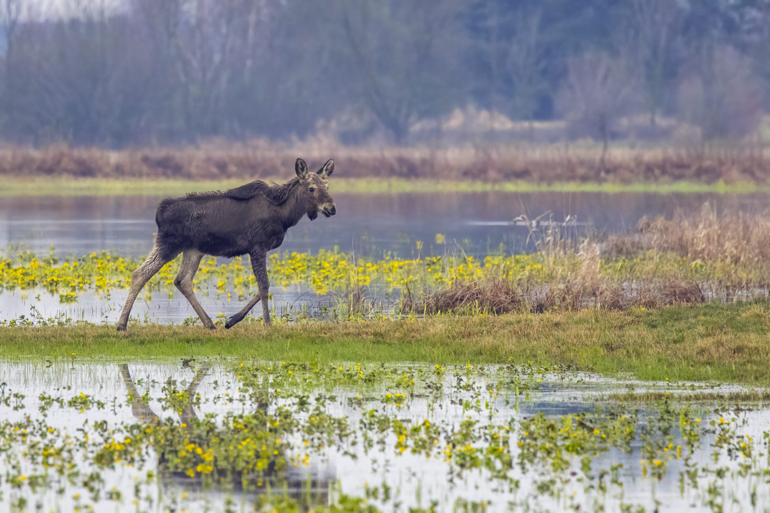 A young European moose walking through a wetland with marsh marigolds