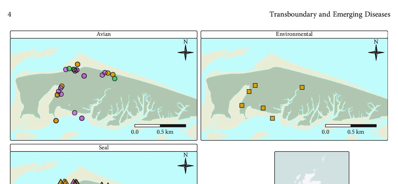 Map of bird, environmental and grey seal samples at Blakeney Point showing H5N1 and H5N5 results