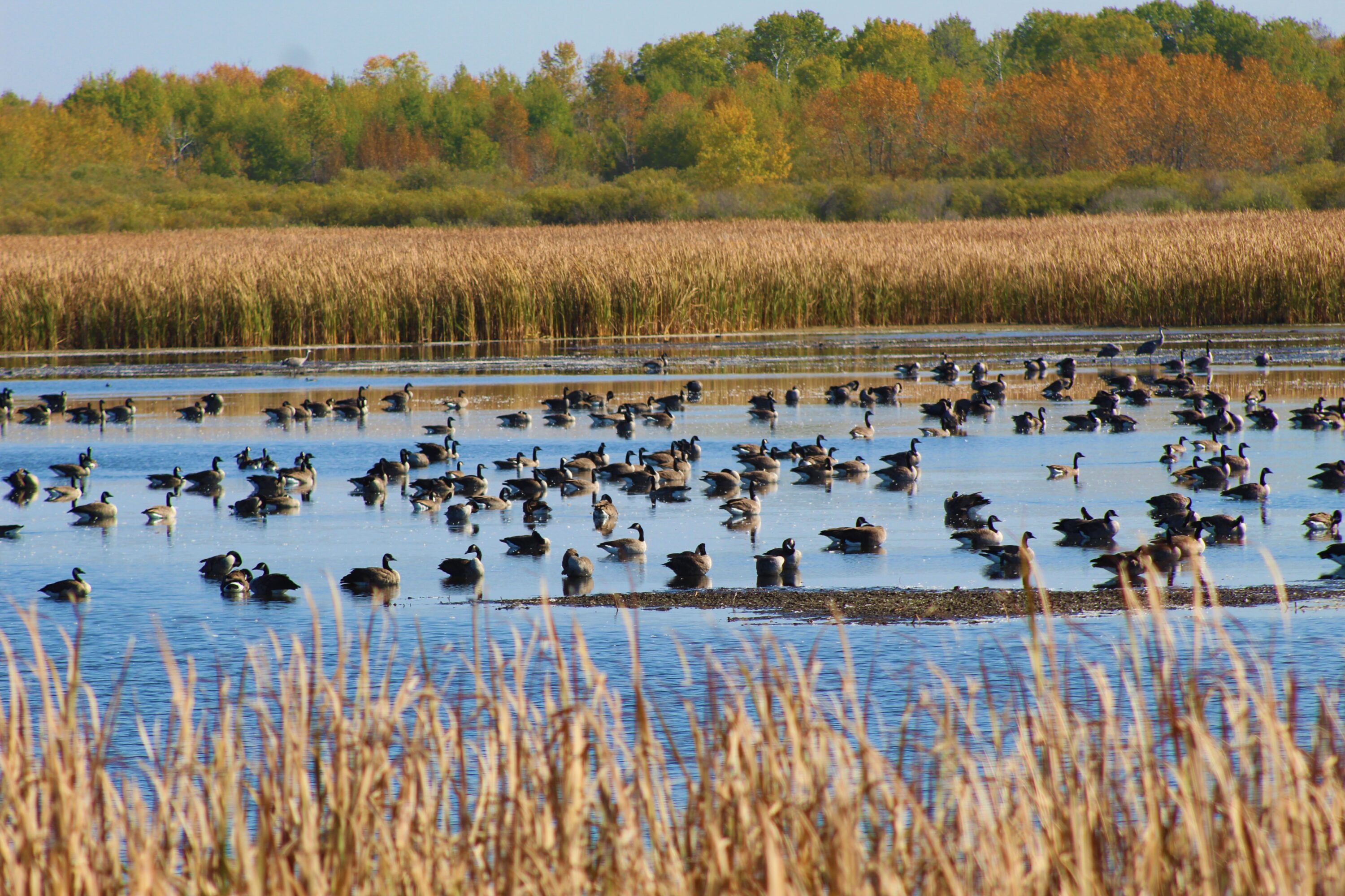 Dozens of Canada geese swimming among wetland vegetation at Agassiz National Wildlife Refuge