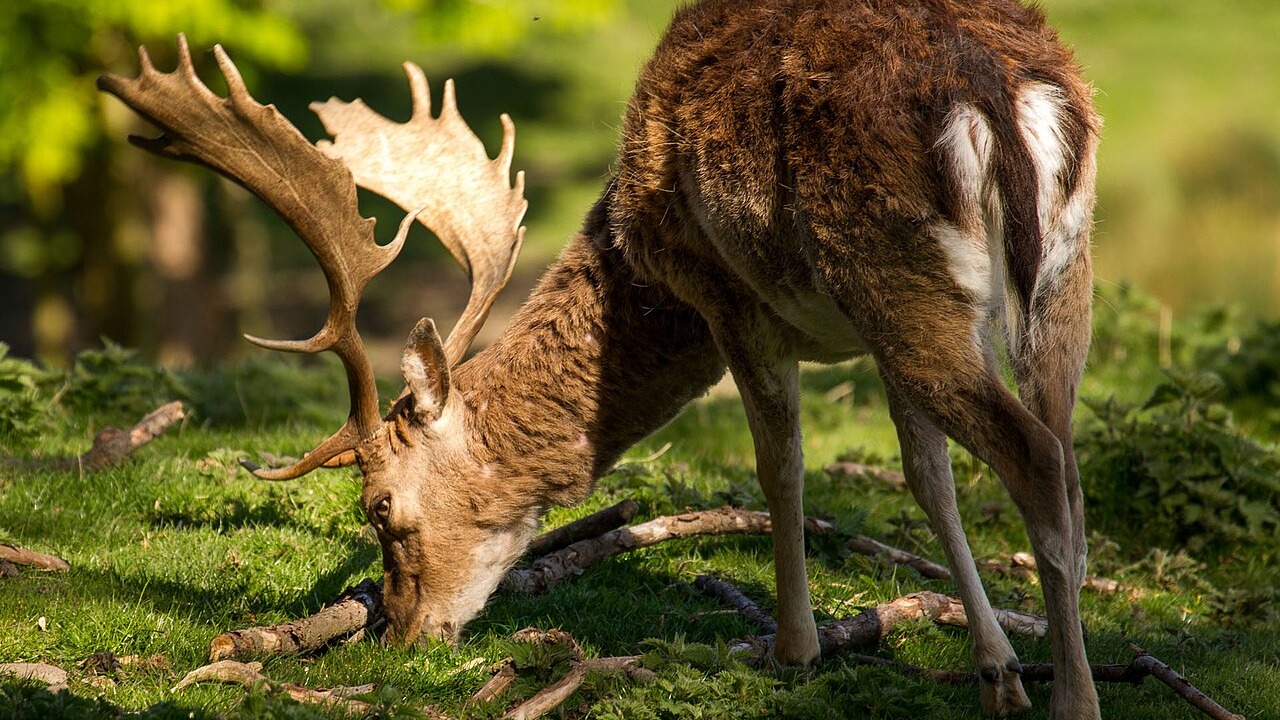 Male European fallow deer feeding on vegetation