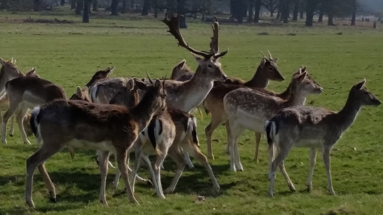 European fallow deer herd, including an antlered male, in Richmond Park, London