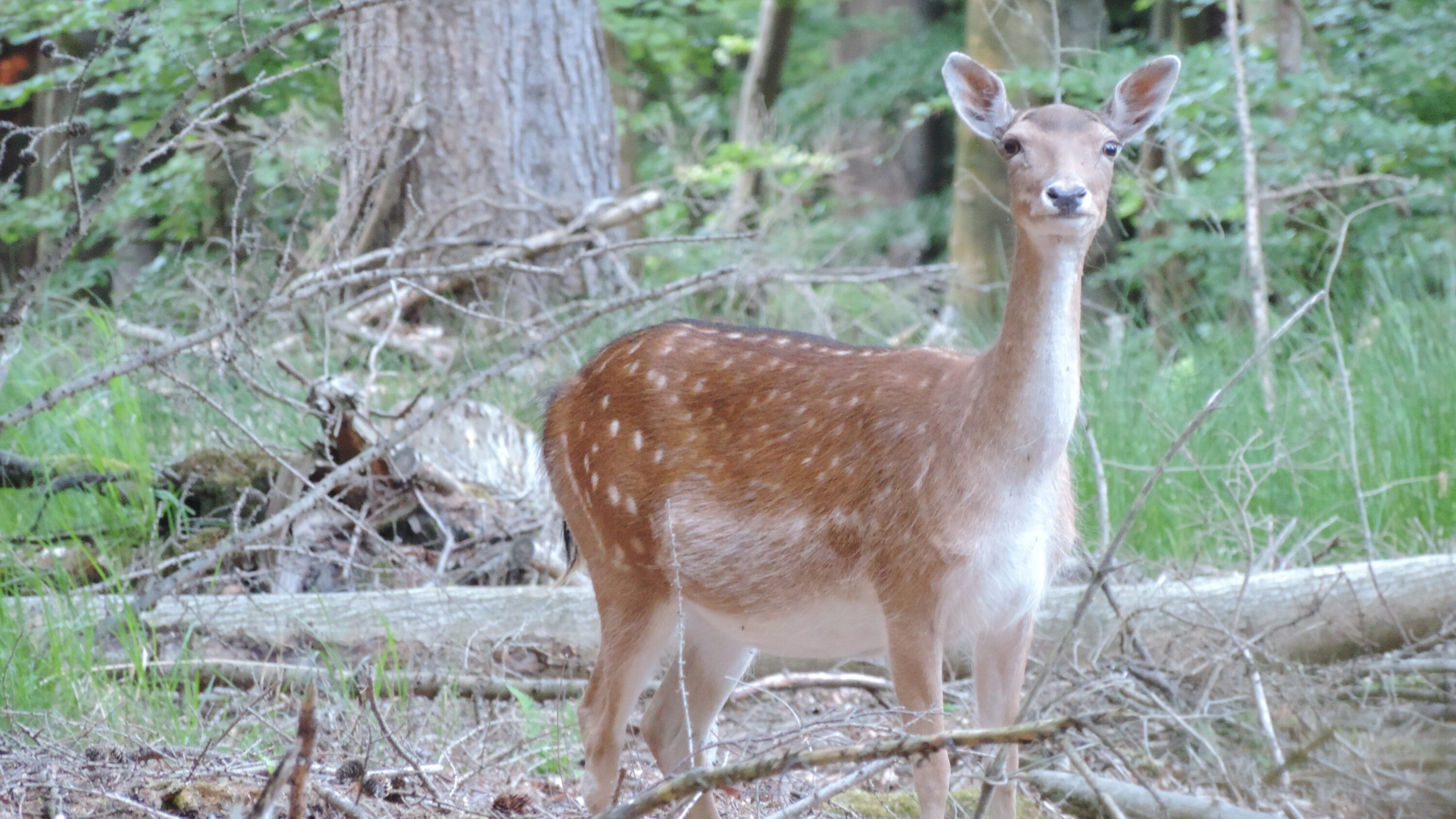 Female European fallow deer standing in woodland in Jasmund National Park, Germany