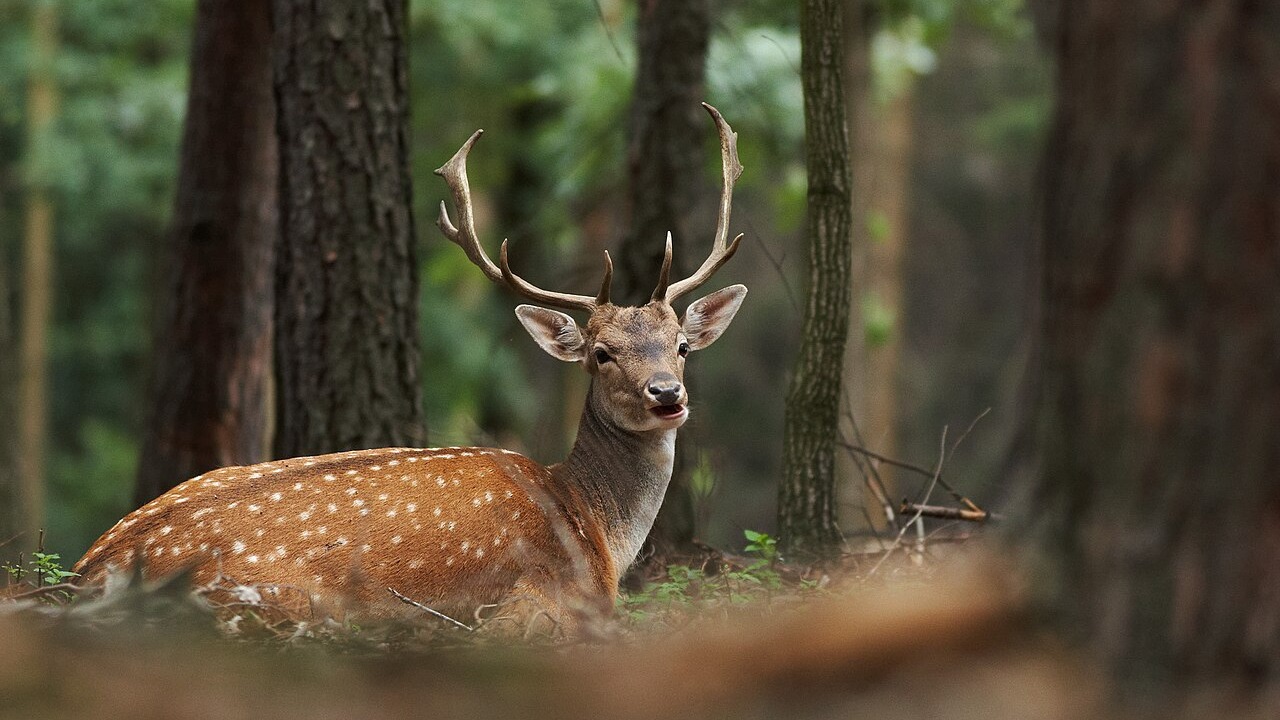 Male fallow deer resting in woodland in South Moravia, Czech Republic