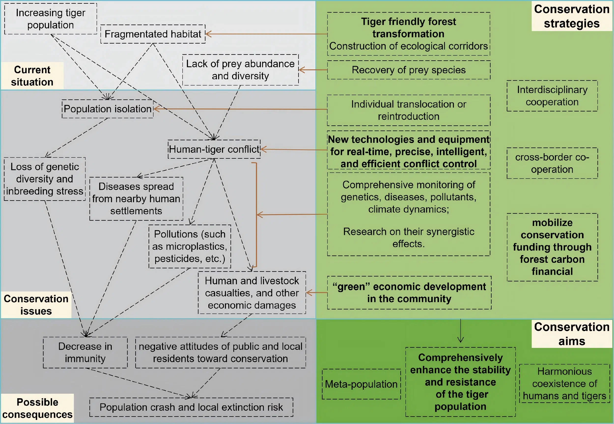 Flowchart of Amur tiger conservation challenges, strategies and aims