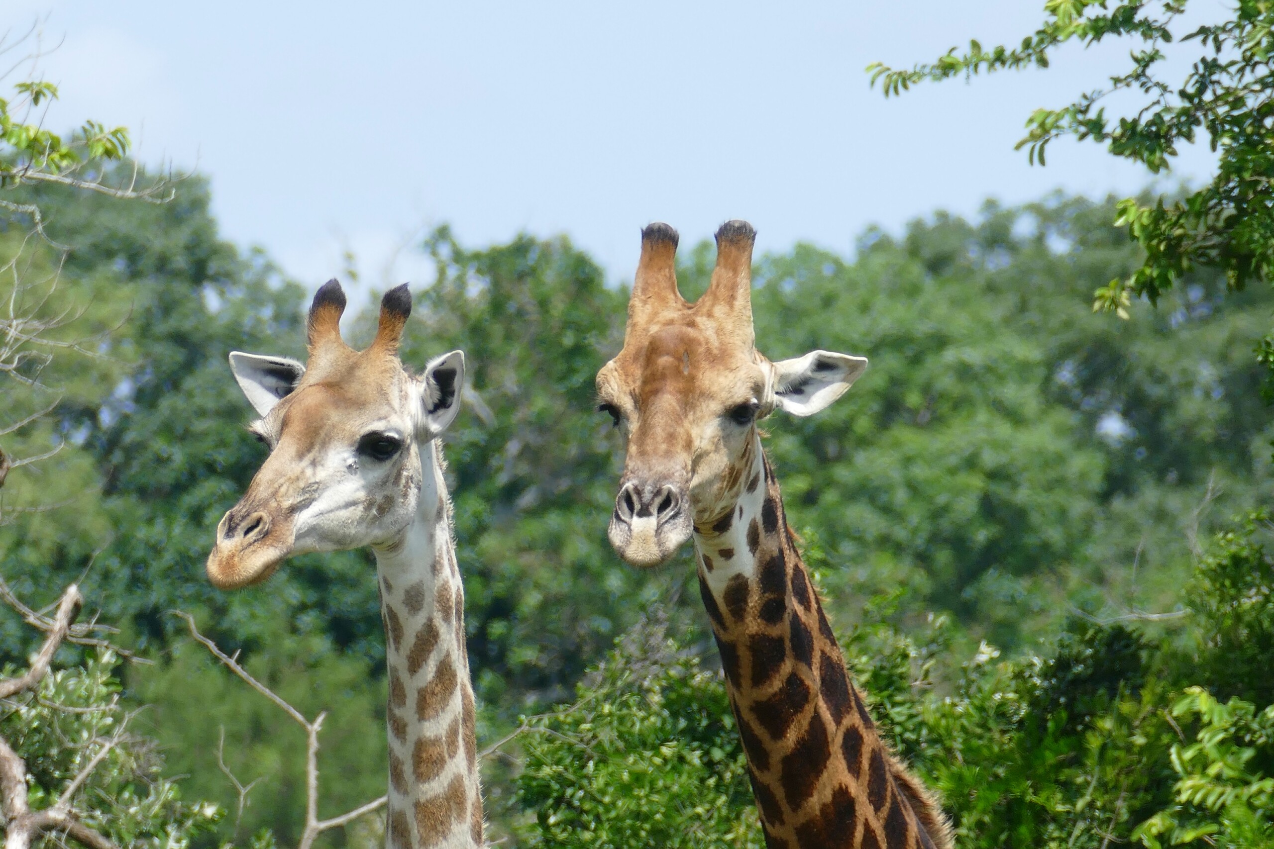 Female southern giraffe on the left and male on the right in iSimangaliso Wetland Park, South Africa