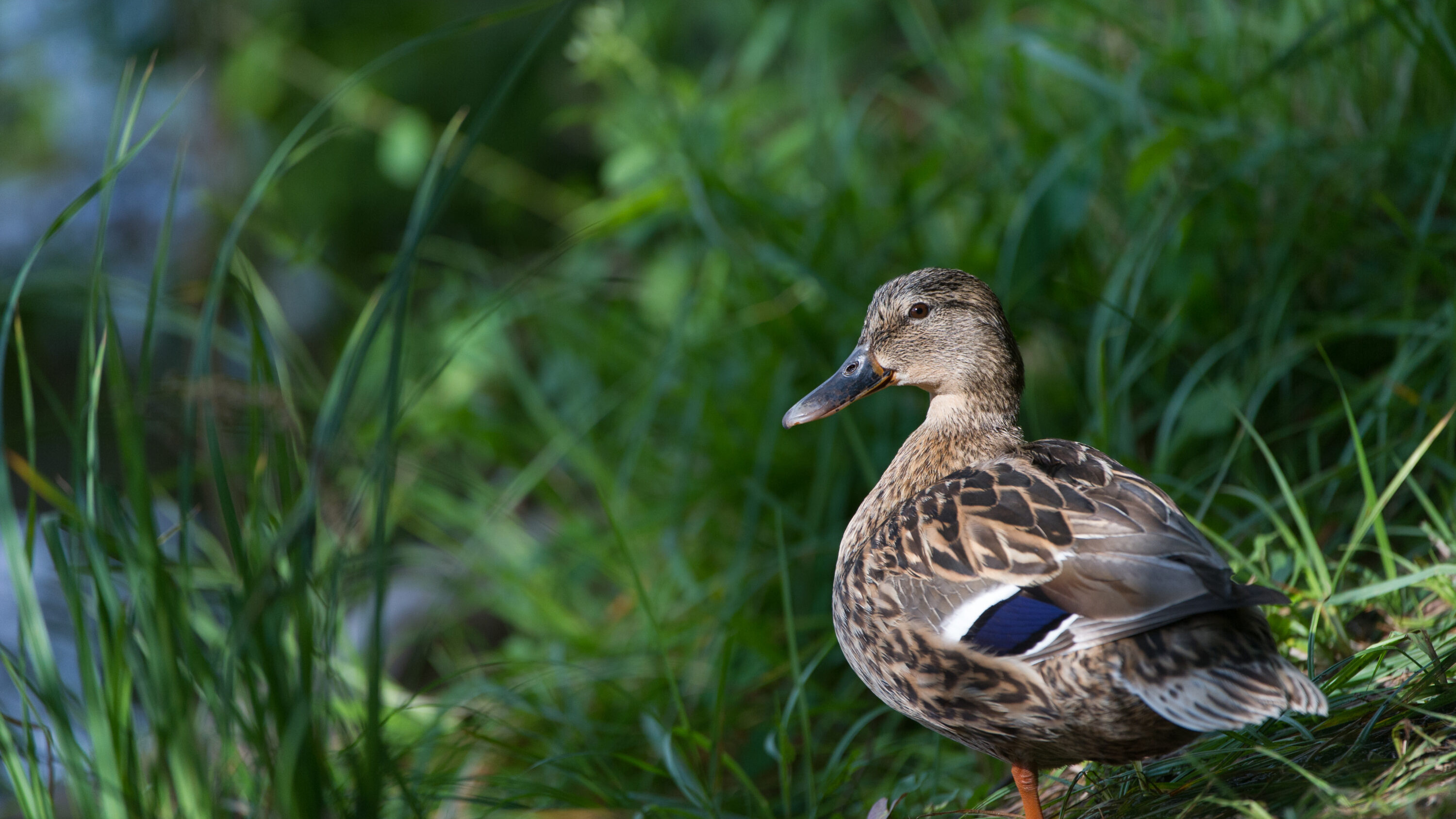 Wild female mallard
