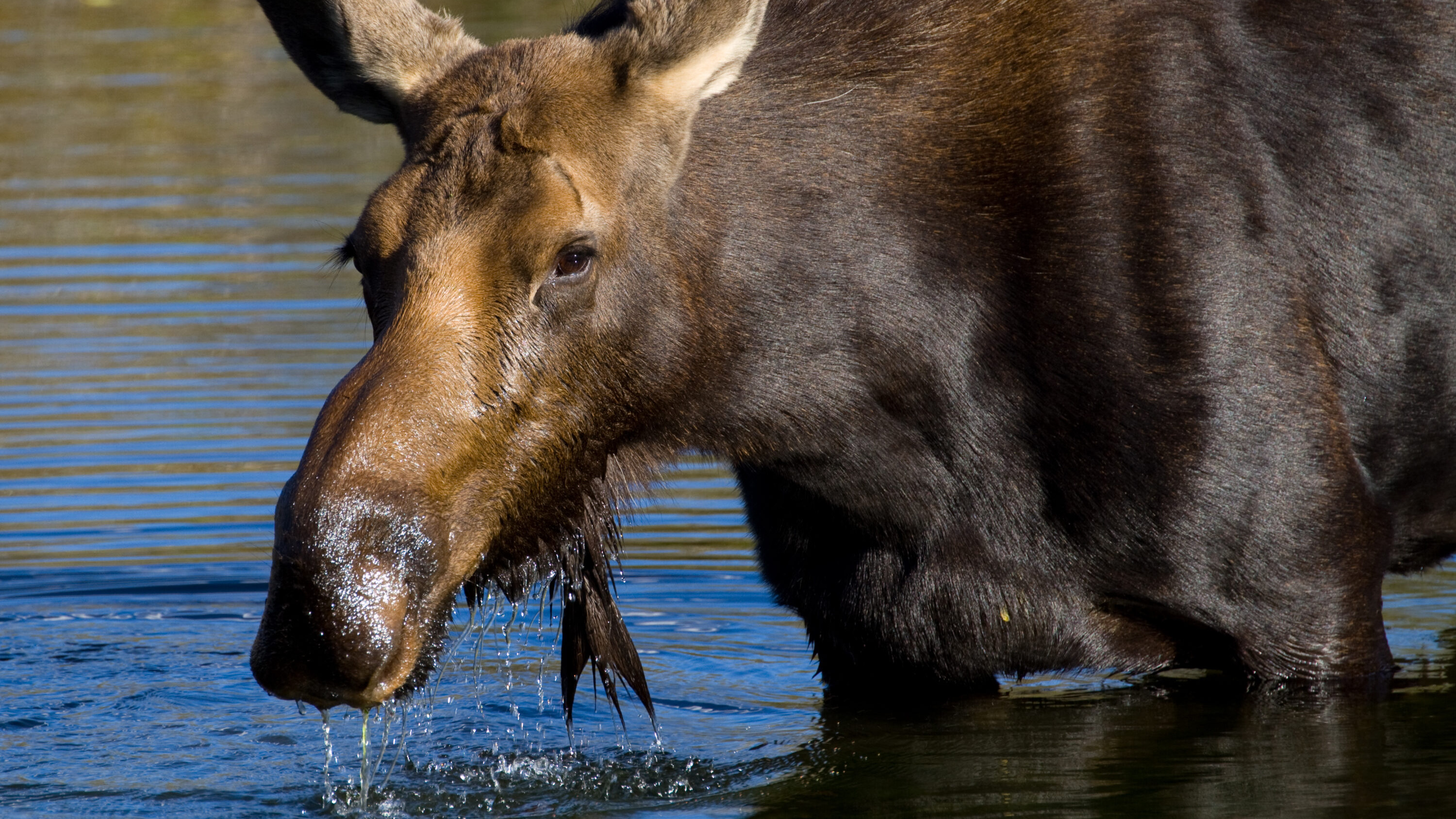 Female moose grazing aquatic plants in Grand Teton National Park, Wyoming
