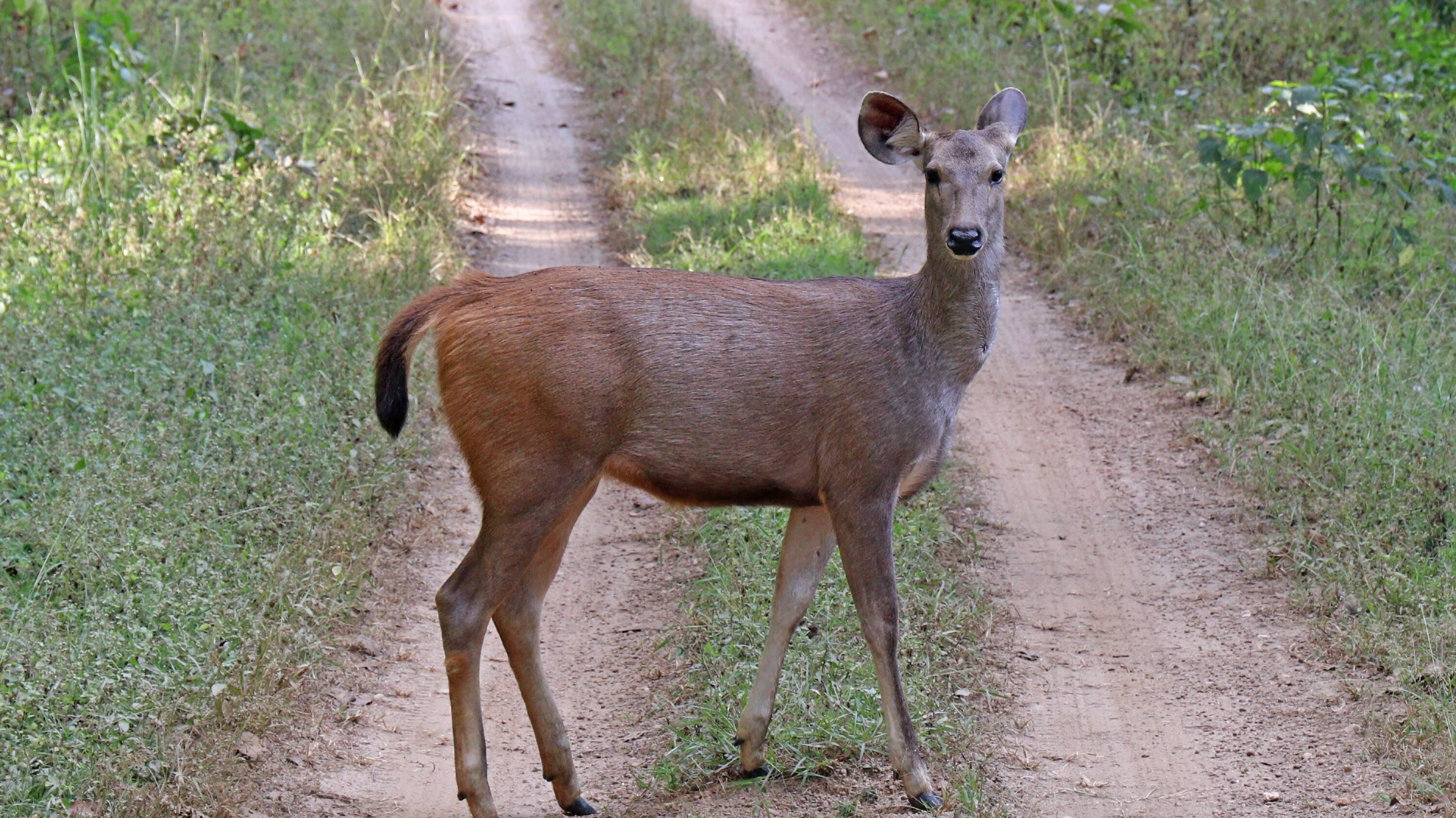 Rusa unicolor female, Kanha National Park, India