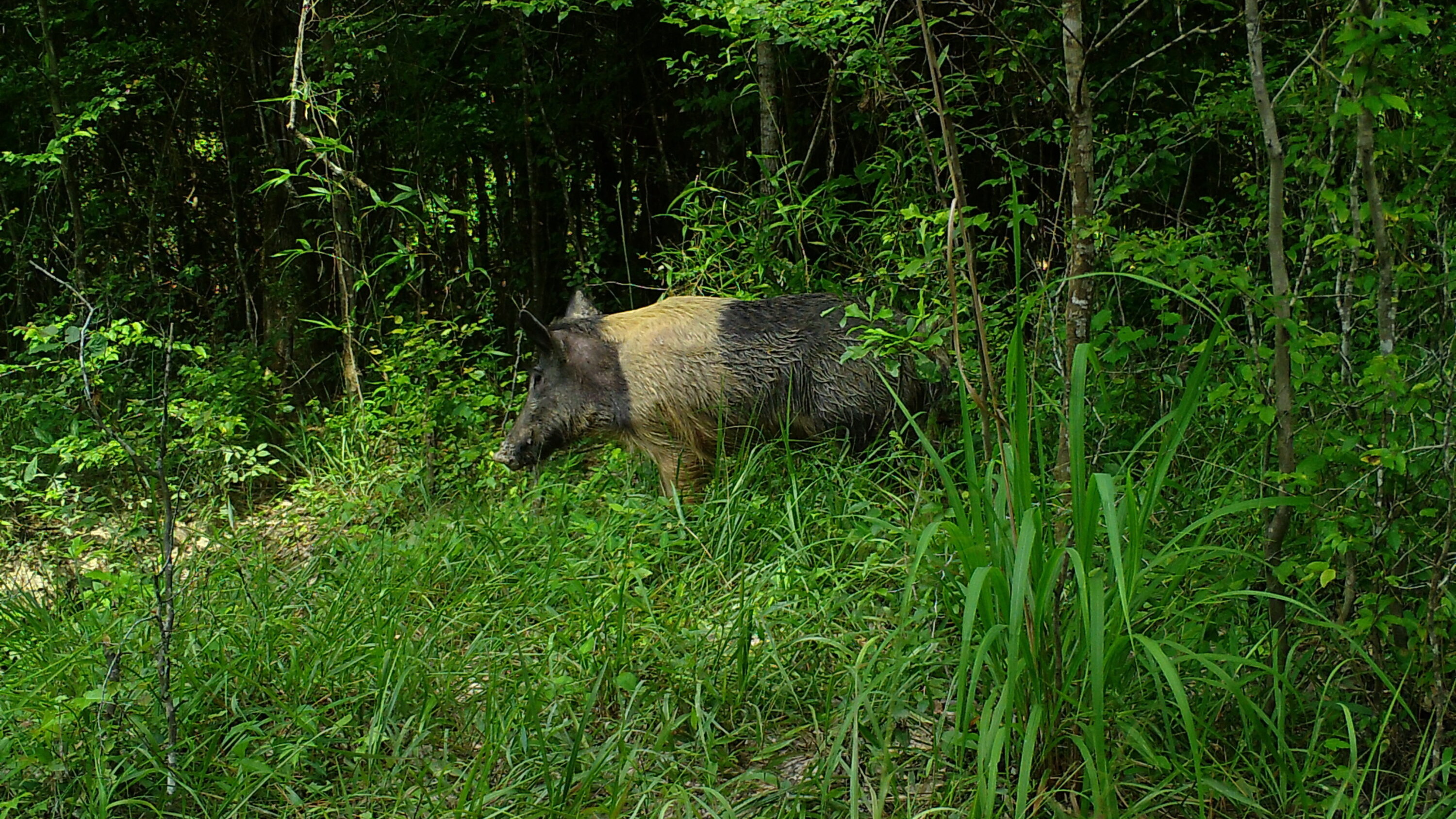 Invasive feral hog standing in dense vegetation in the southeastern United States