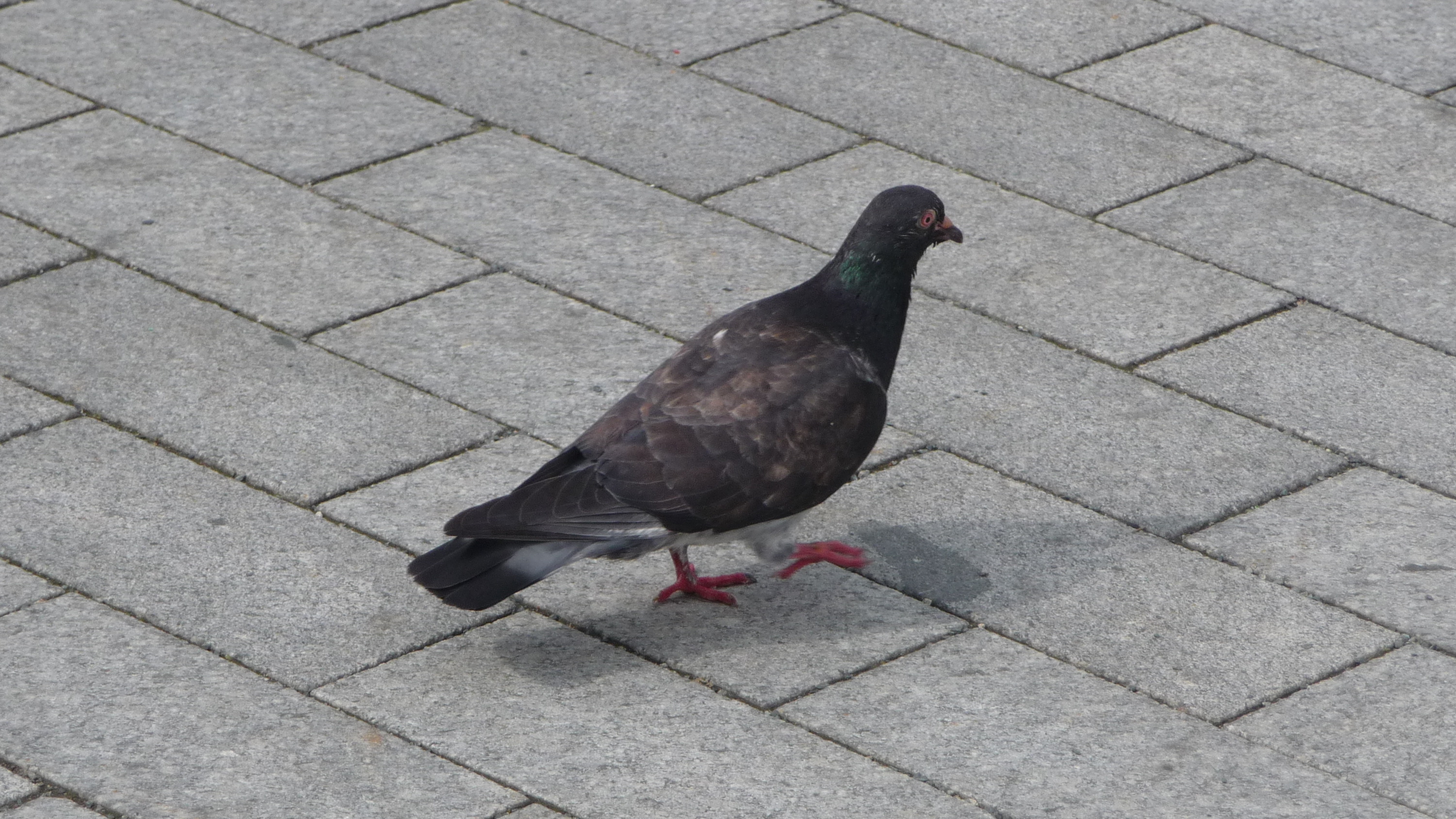 Feral pigeon on Freedom Square in Brno, Czech Republic