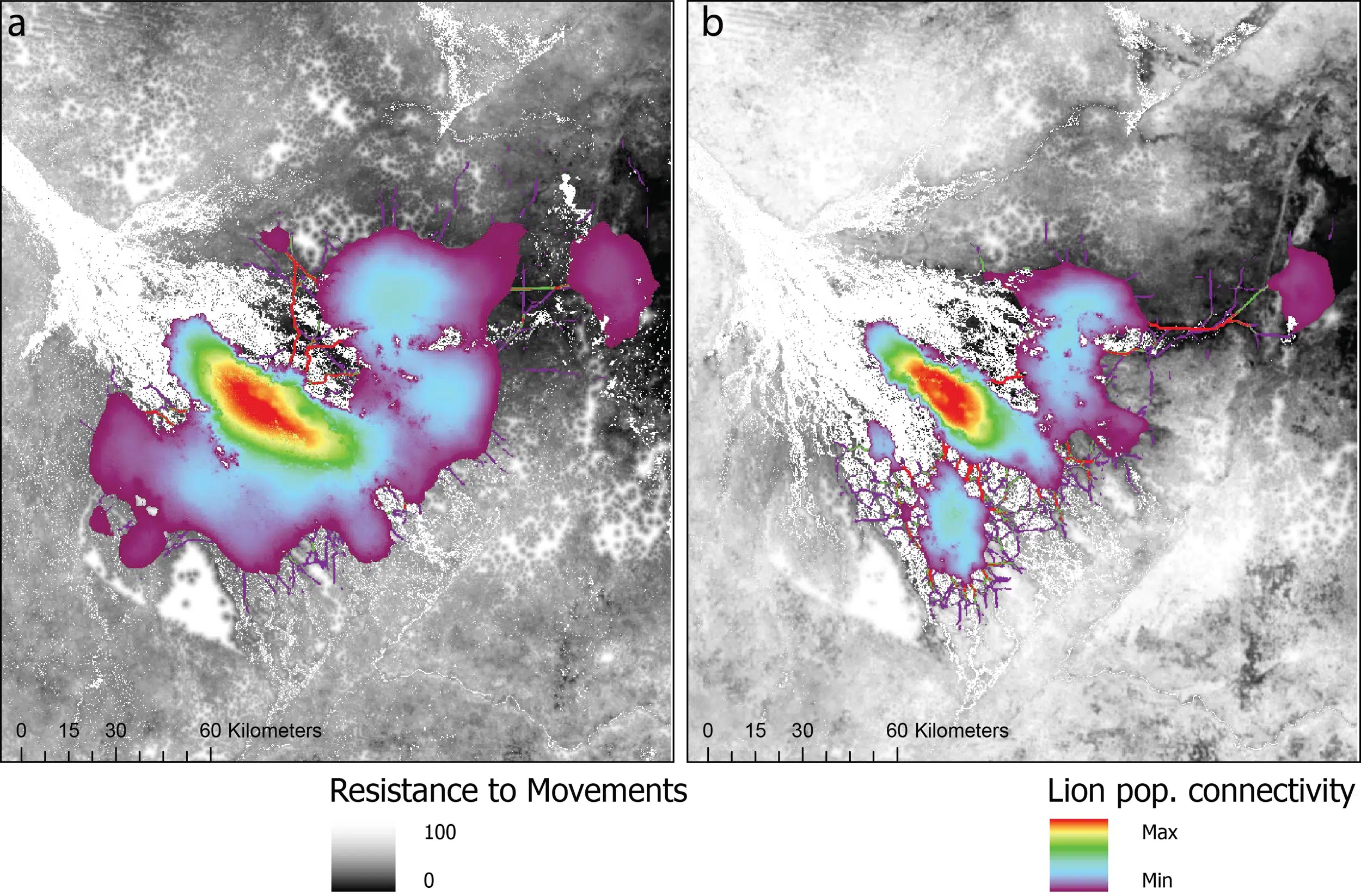 Maps comparing modelled lion core areas and movement corridors in the Okavango Delta during minimum and maximum flood conditions