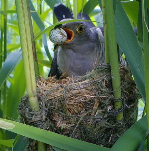 Female common cuckoo at a host nest with an egg in its bill